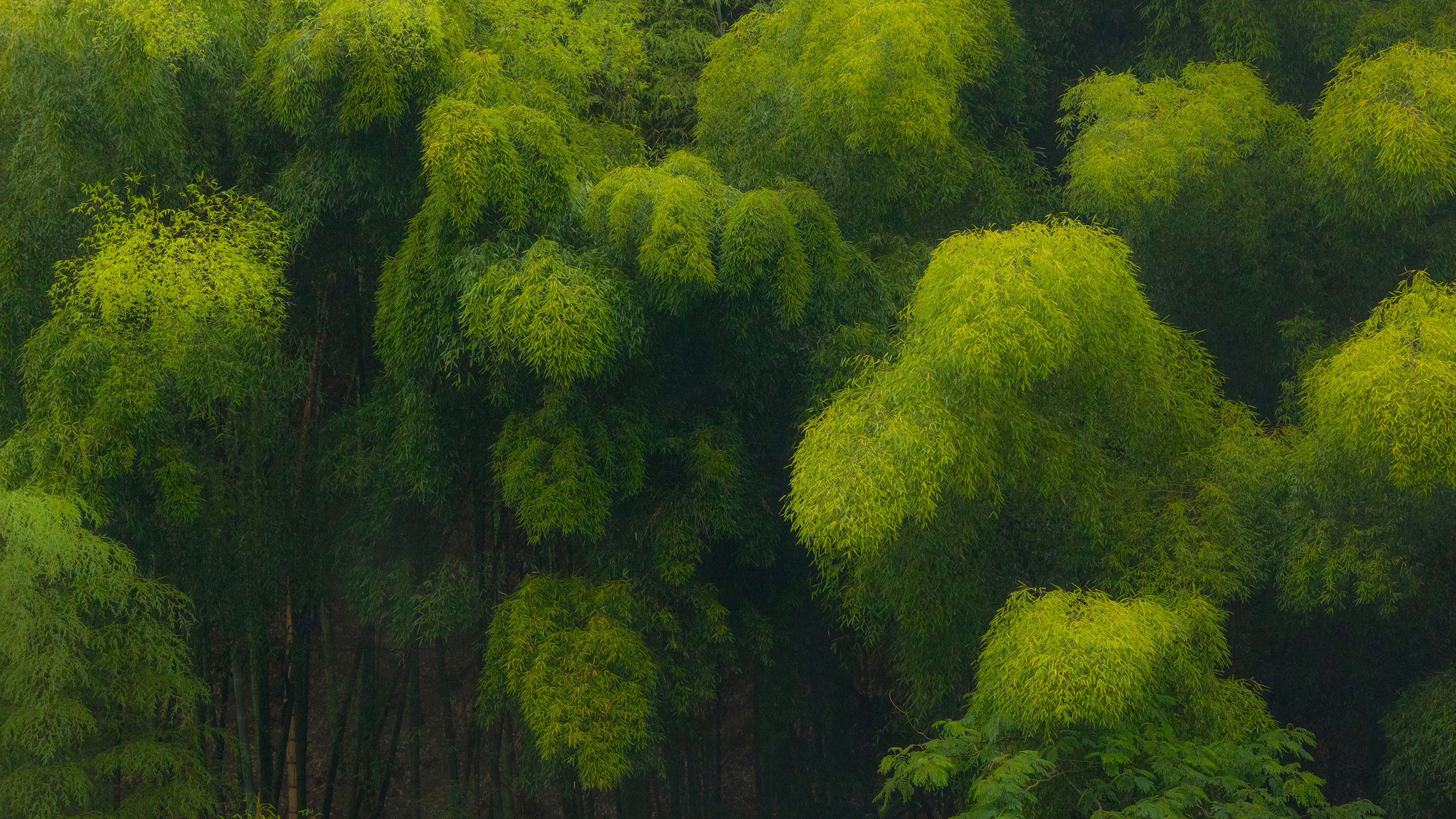 风景大片,自然风光,竹林,航拍,翠绿,护眼壁纸