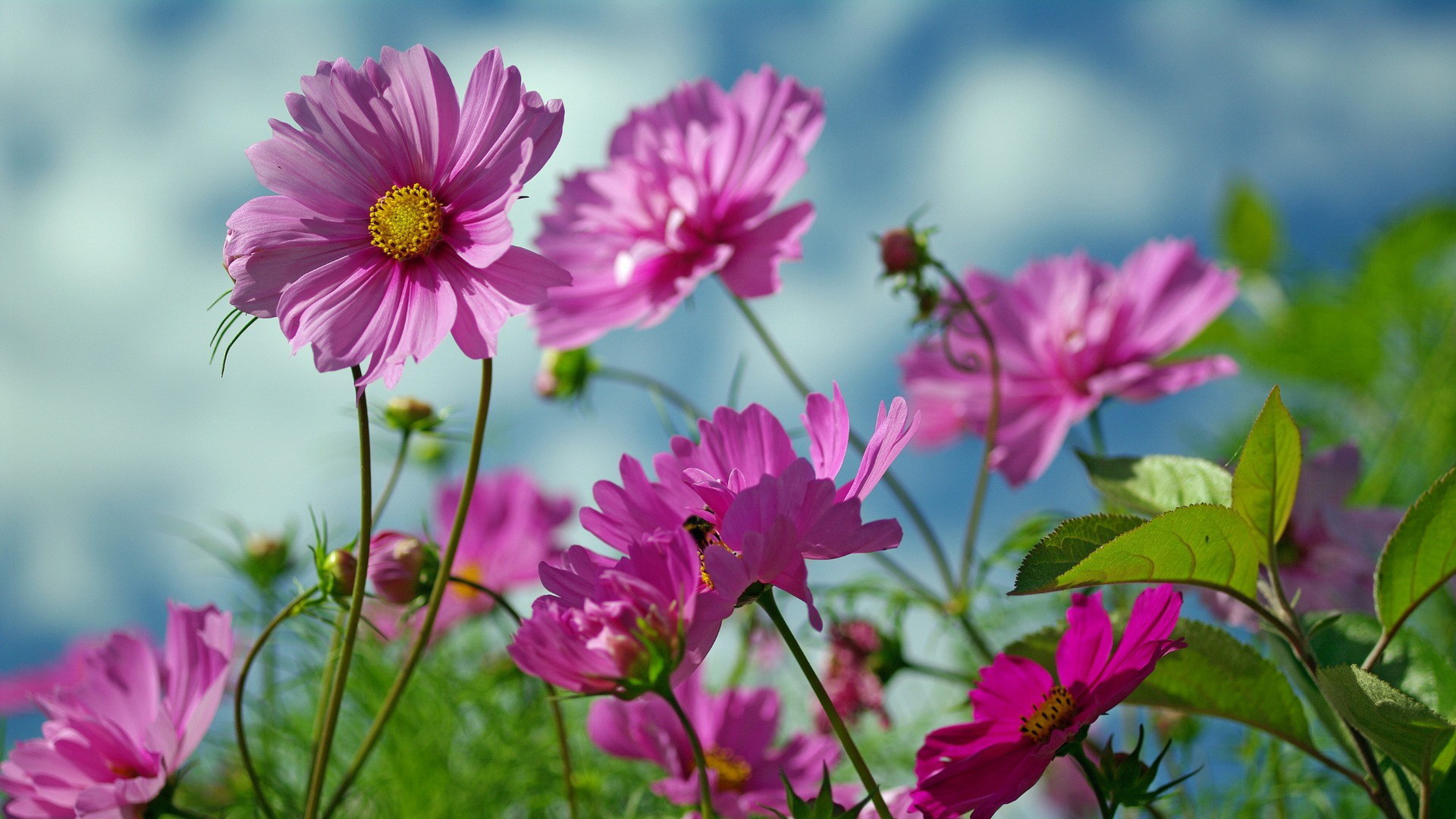 小清新,娇艳欲滴,野菊花,花朵