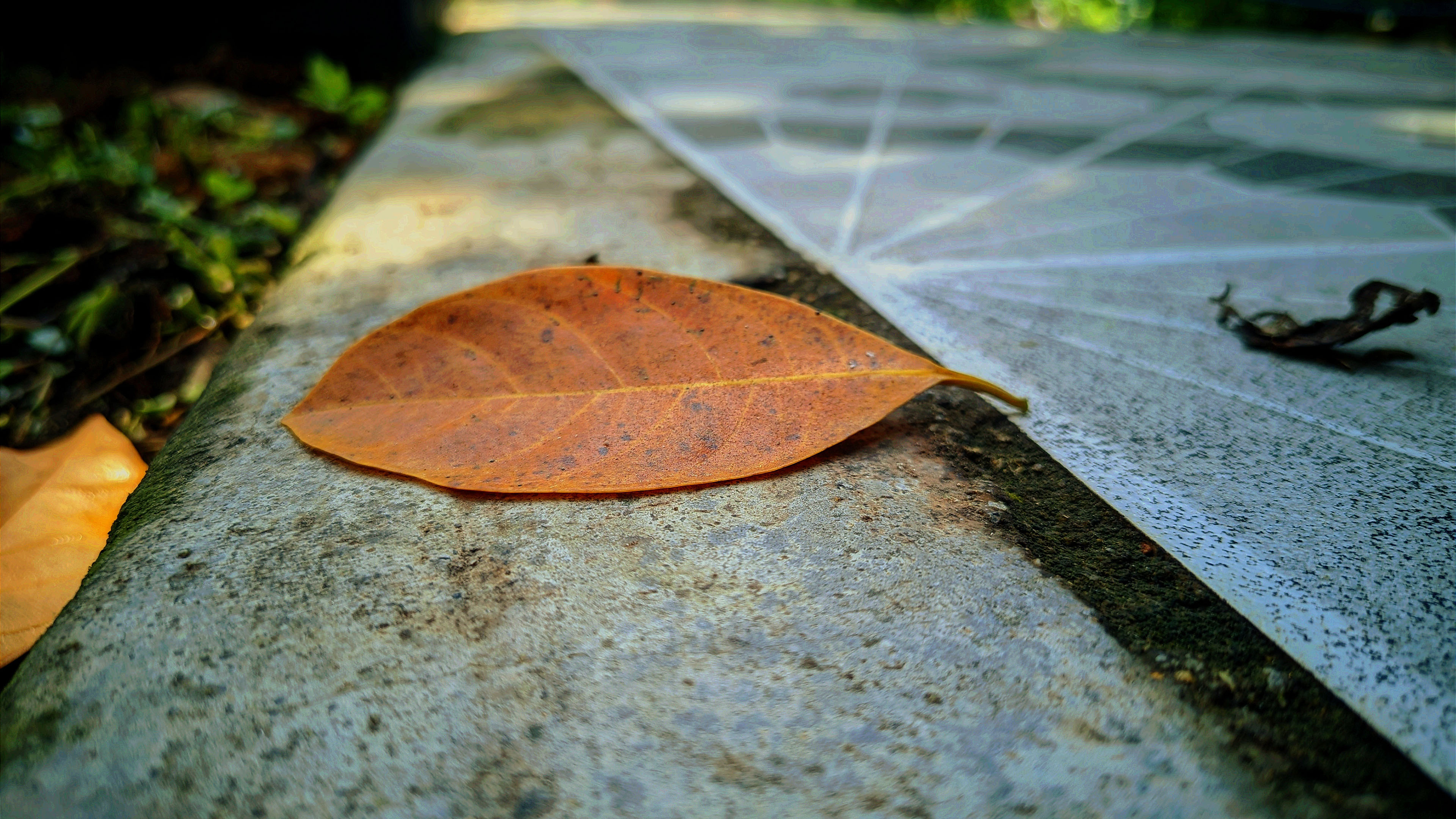 小清新,静物写真,树叶,秋天,落叶