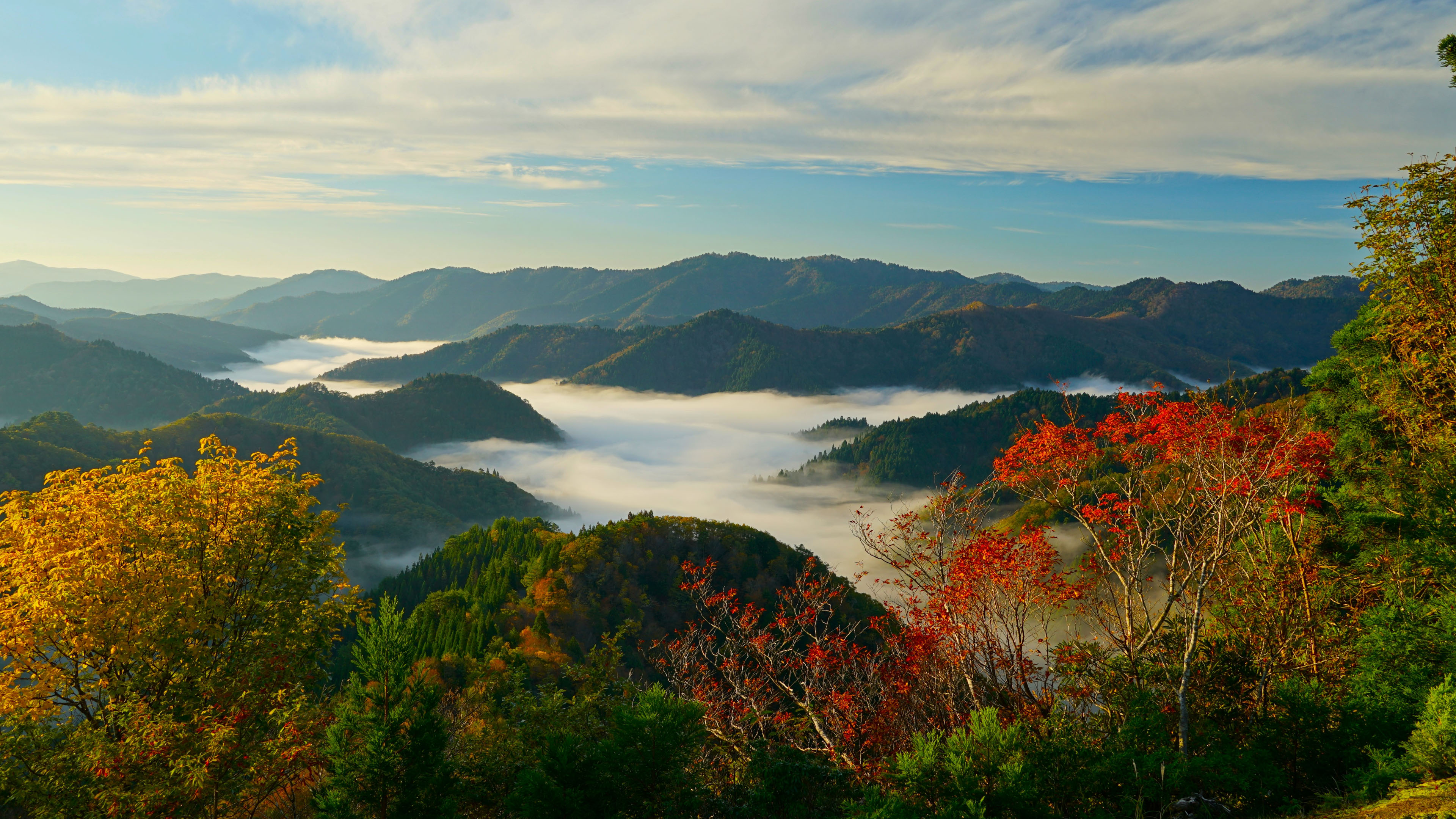 风景大片,秋意正浓,山谷,树林,红树