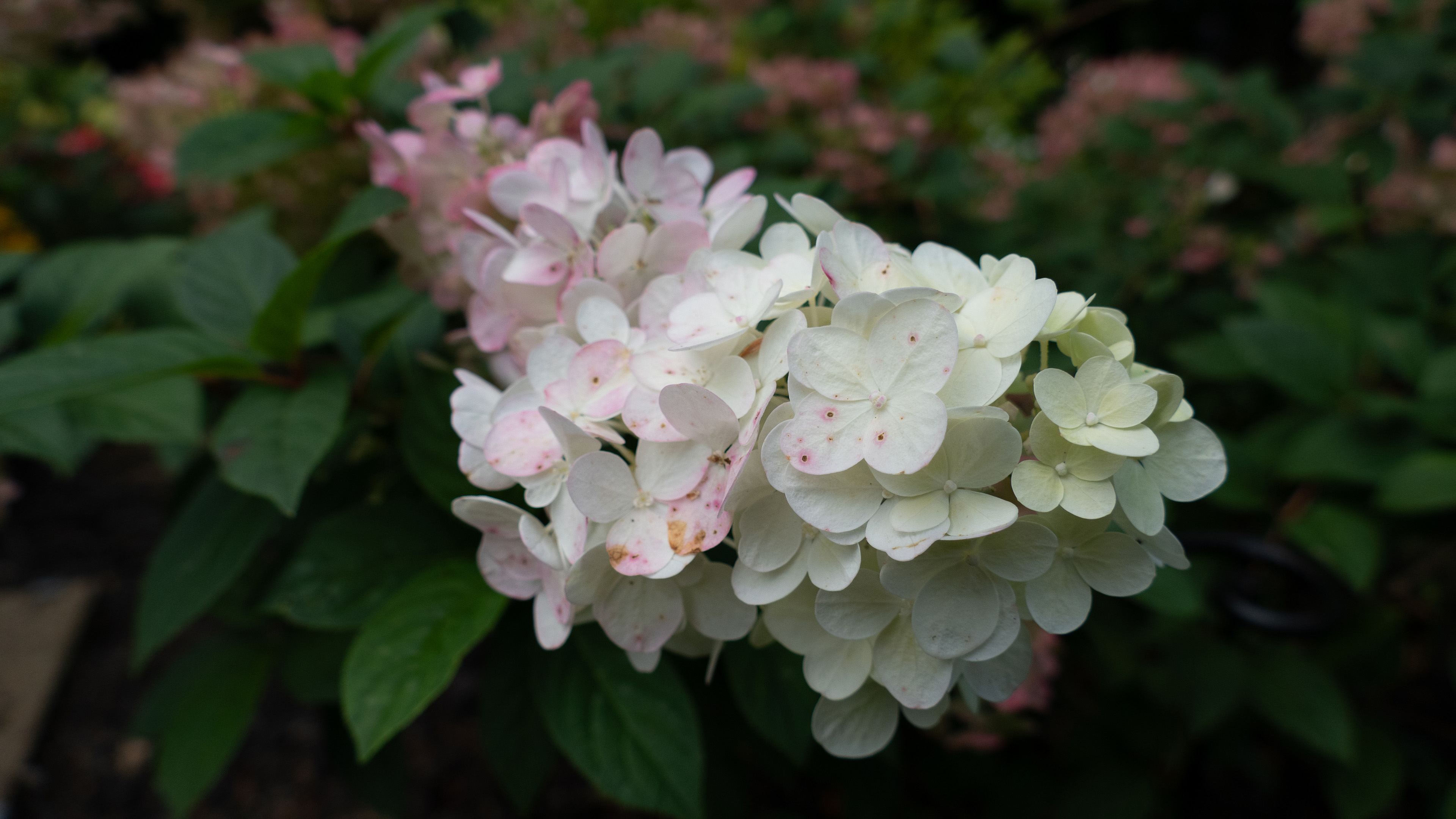 小清新,鸟语花香,花团,白花瓣