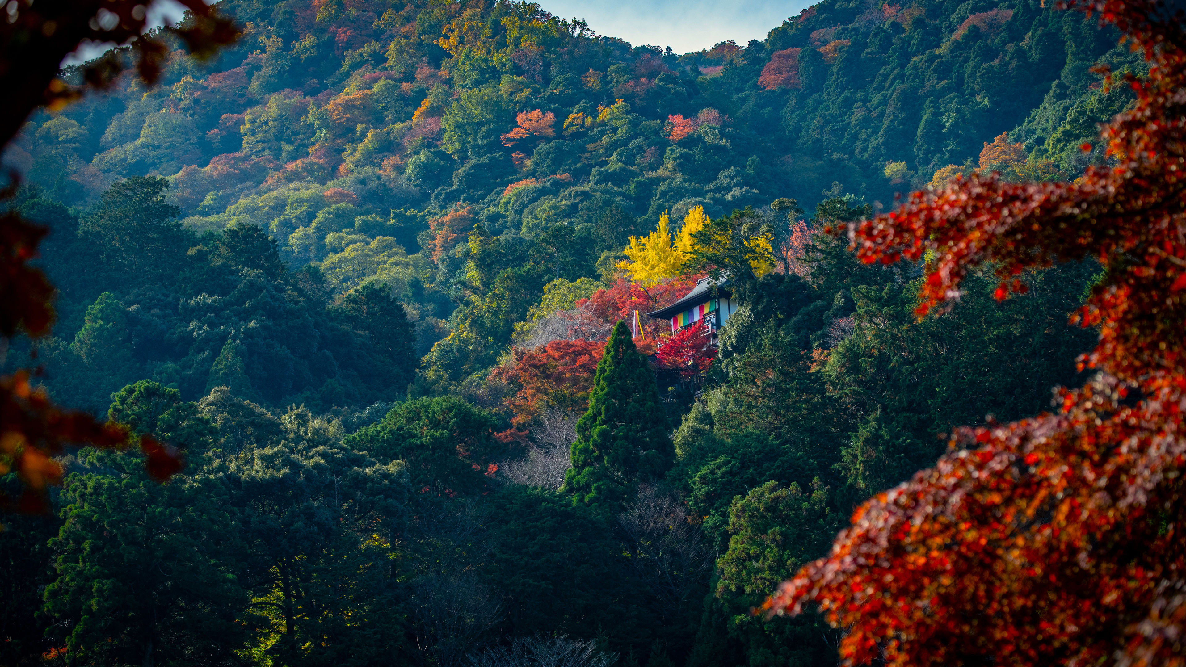 风景大片,自然风光,山中小屋,森林