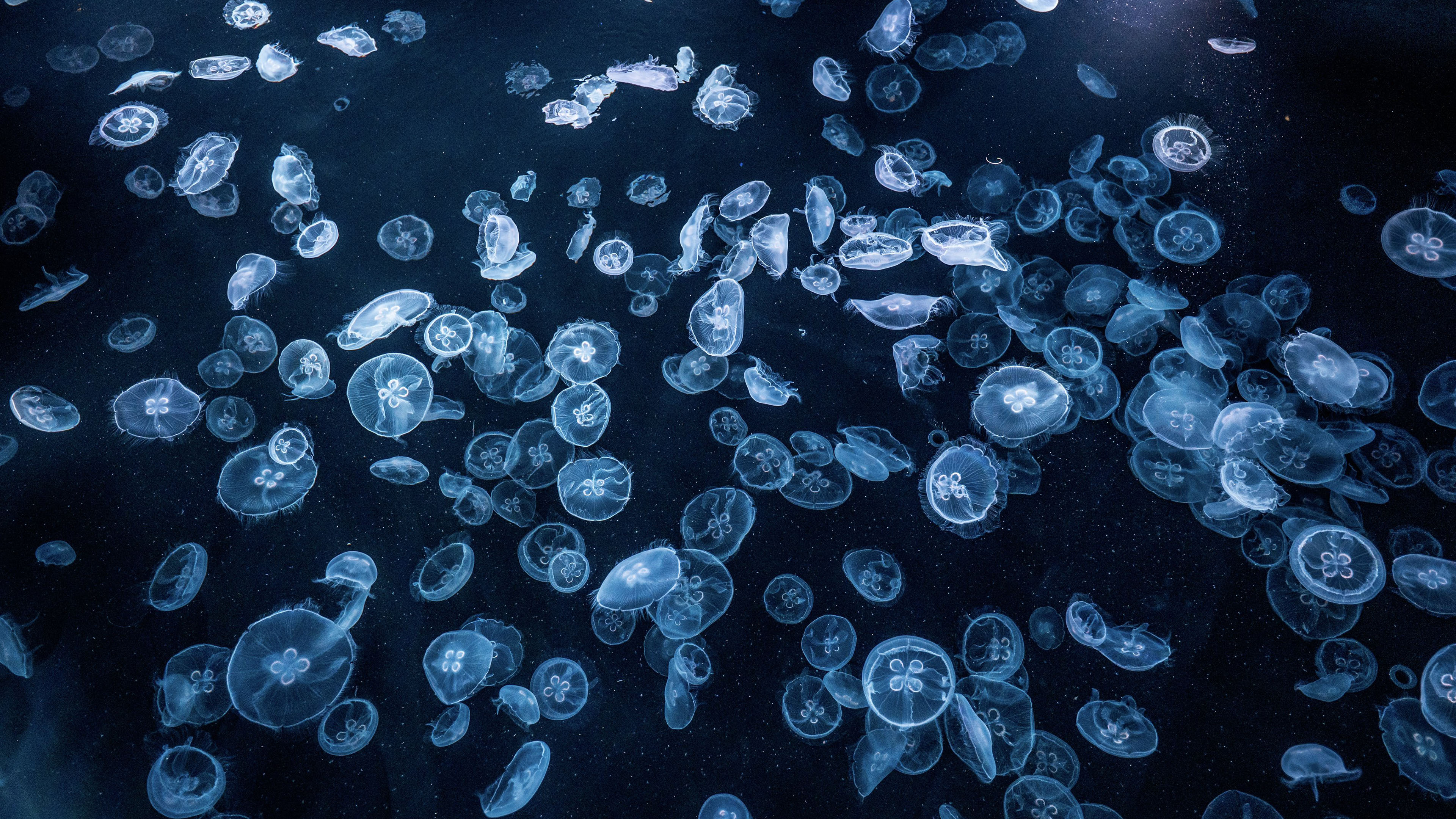 萌宠动物,海底世界,水母,神秘,深海