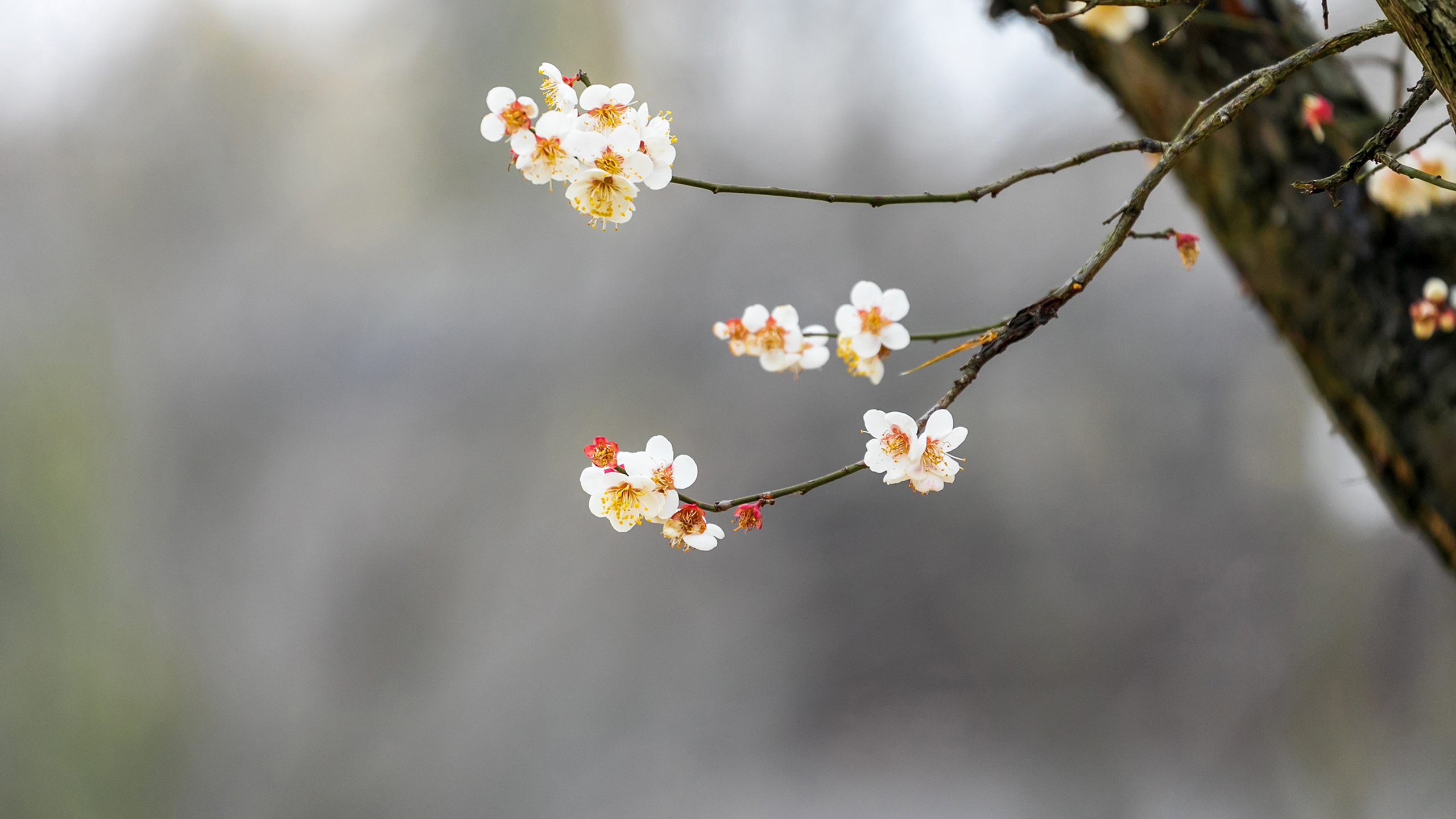 小清新,鸟语花香,枝头,樱花