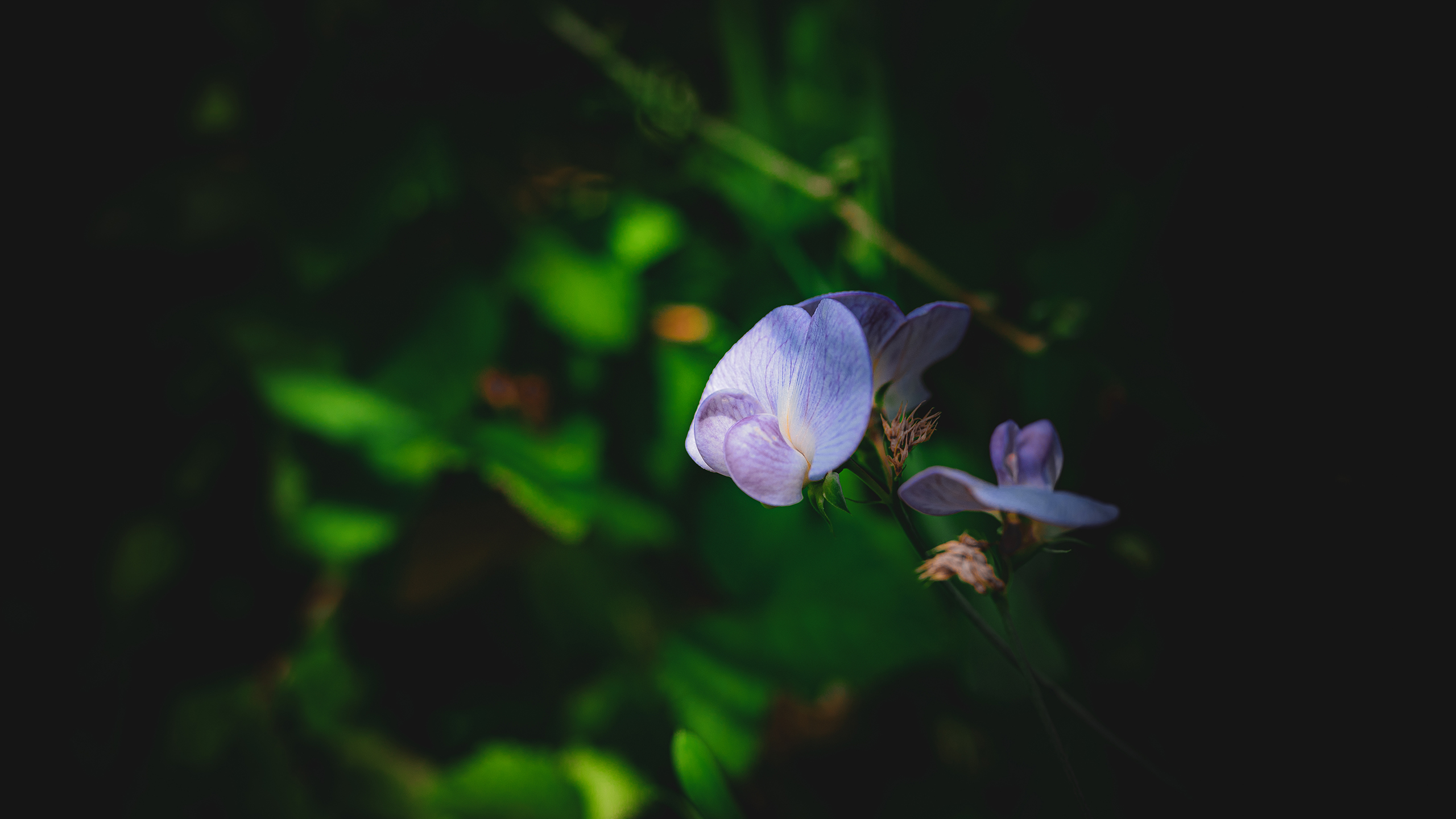 小清新,护眼壁纸,花瓣