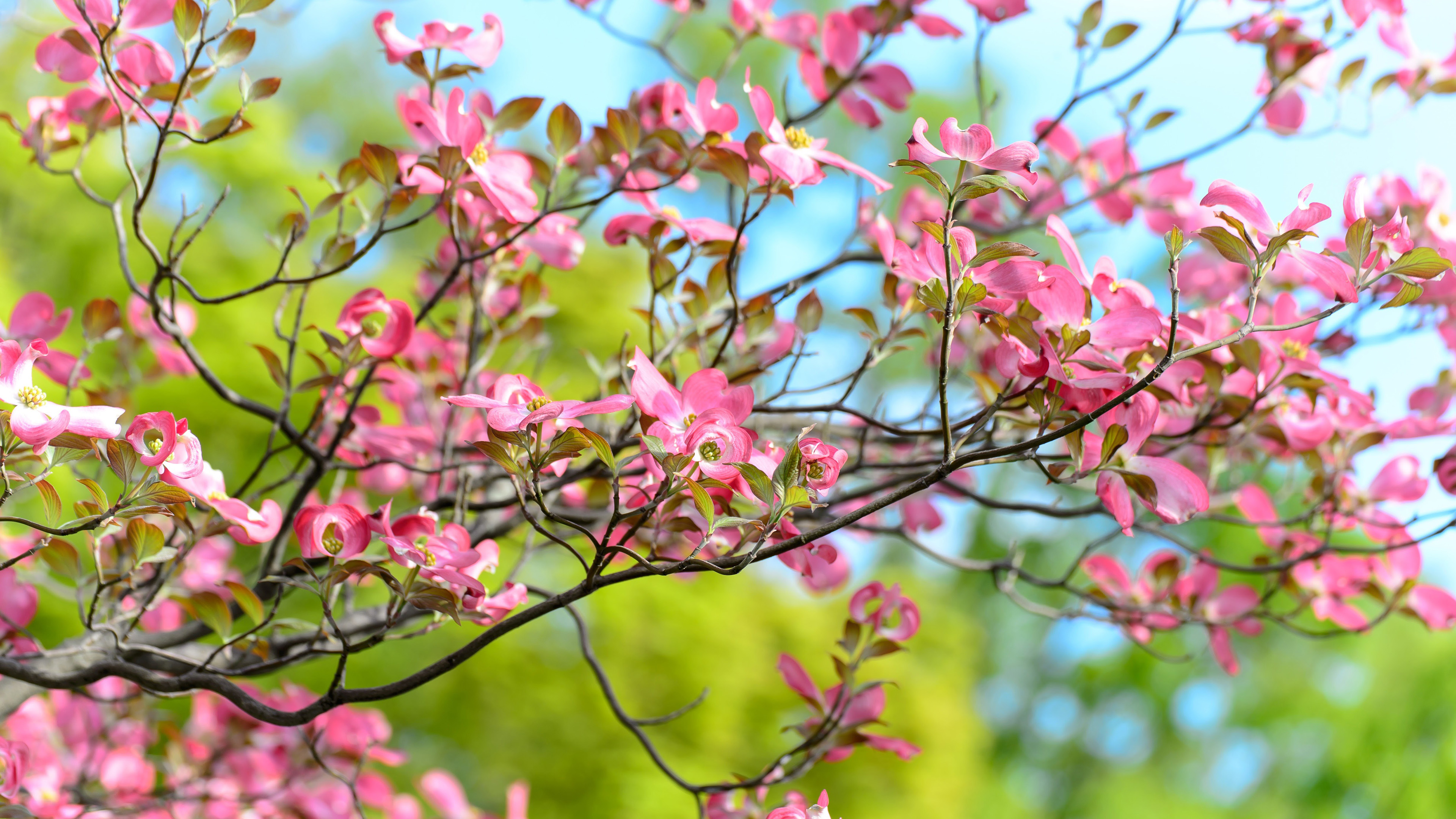 小清新,鸟语花香,桃花,鲜艳,粉红