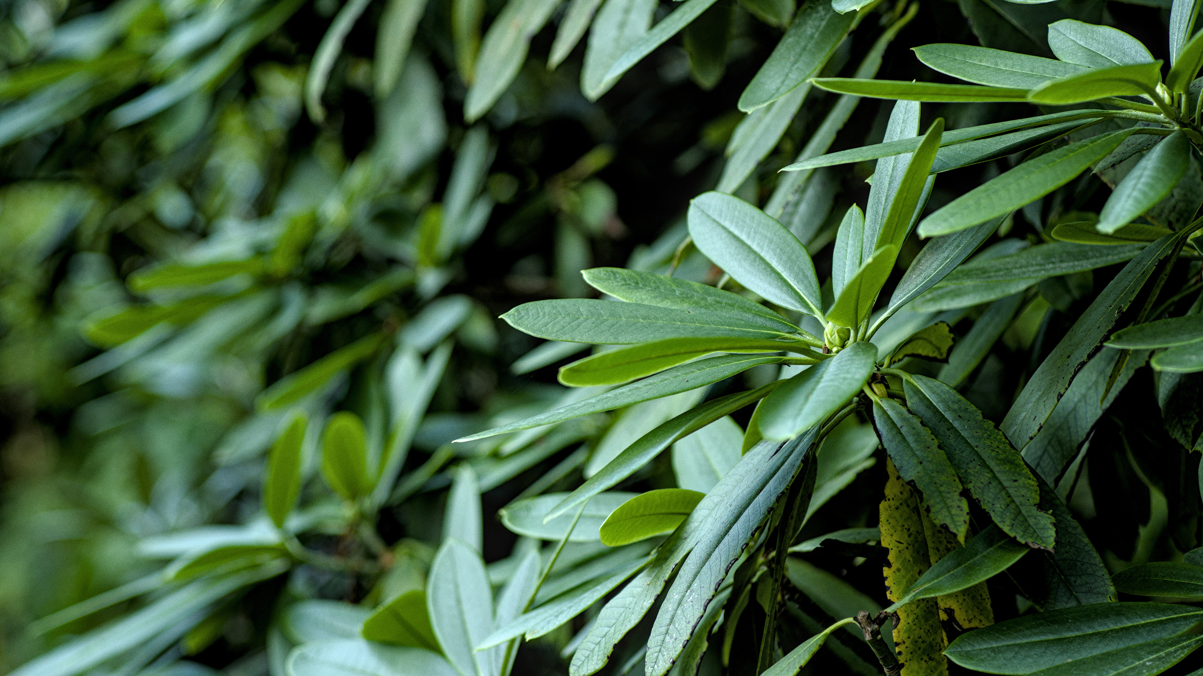 小清新,护眼壁纸,树叶,植物