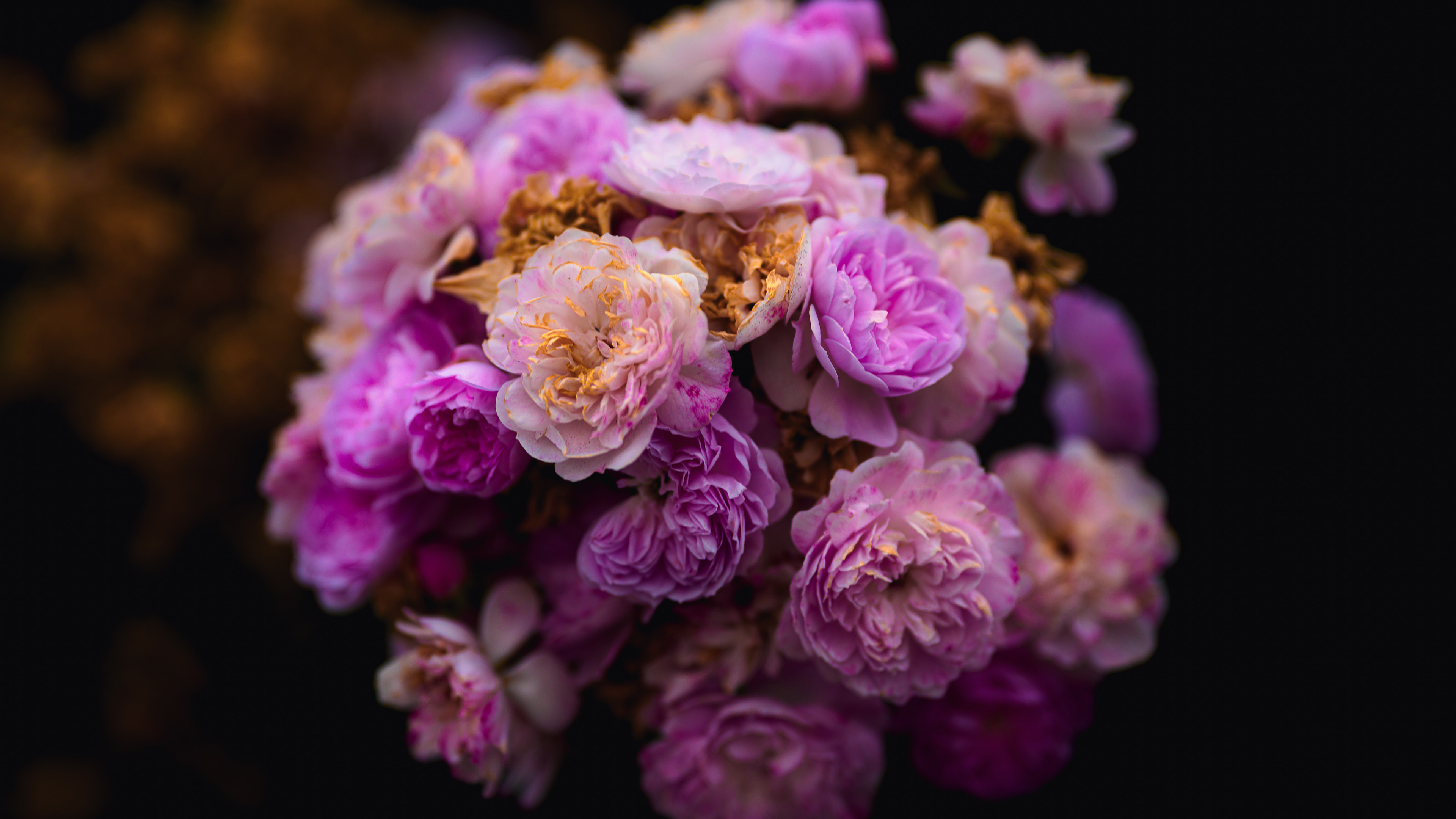 小清新,娇艳欲滴,花朵,花簇,鲜艳