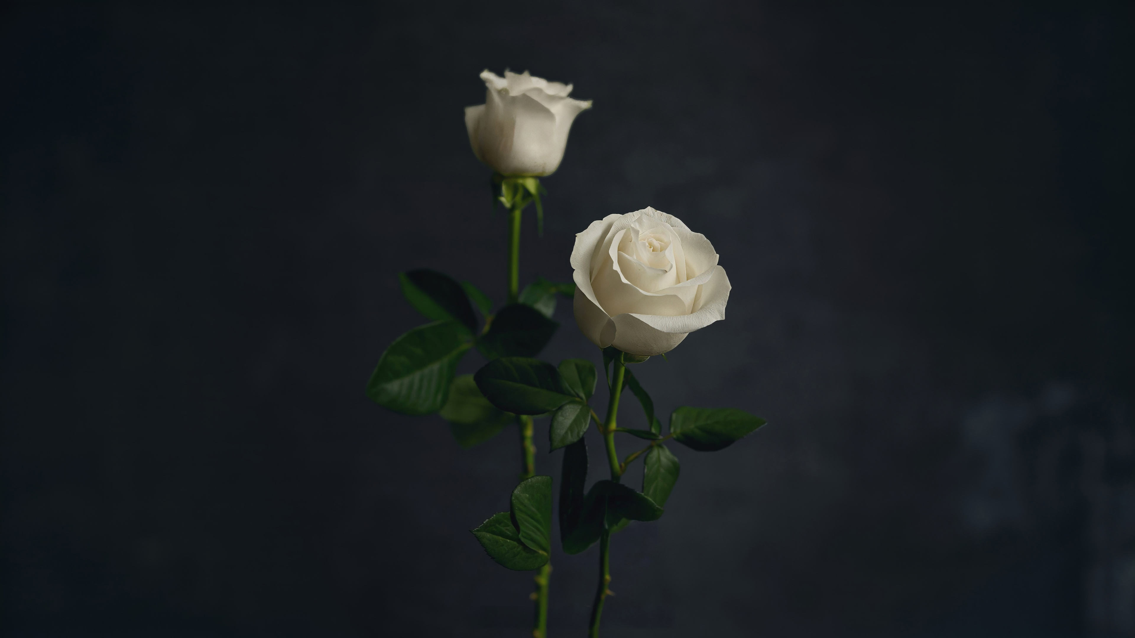 小清新,白玫瑰,娇艳欲滴,鲜花