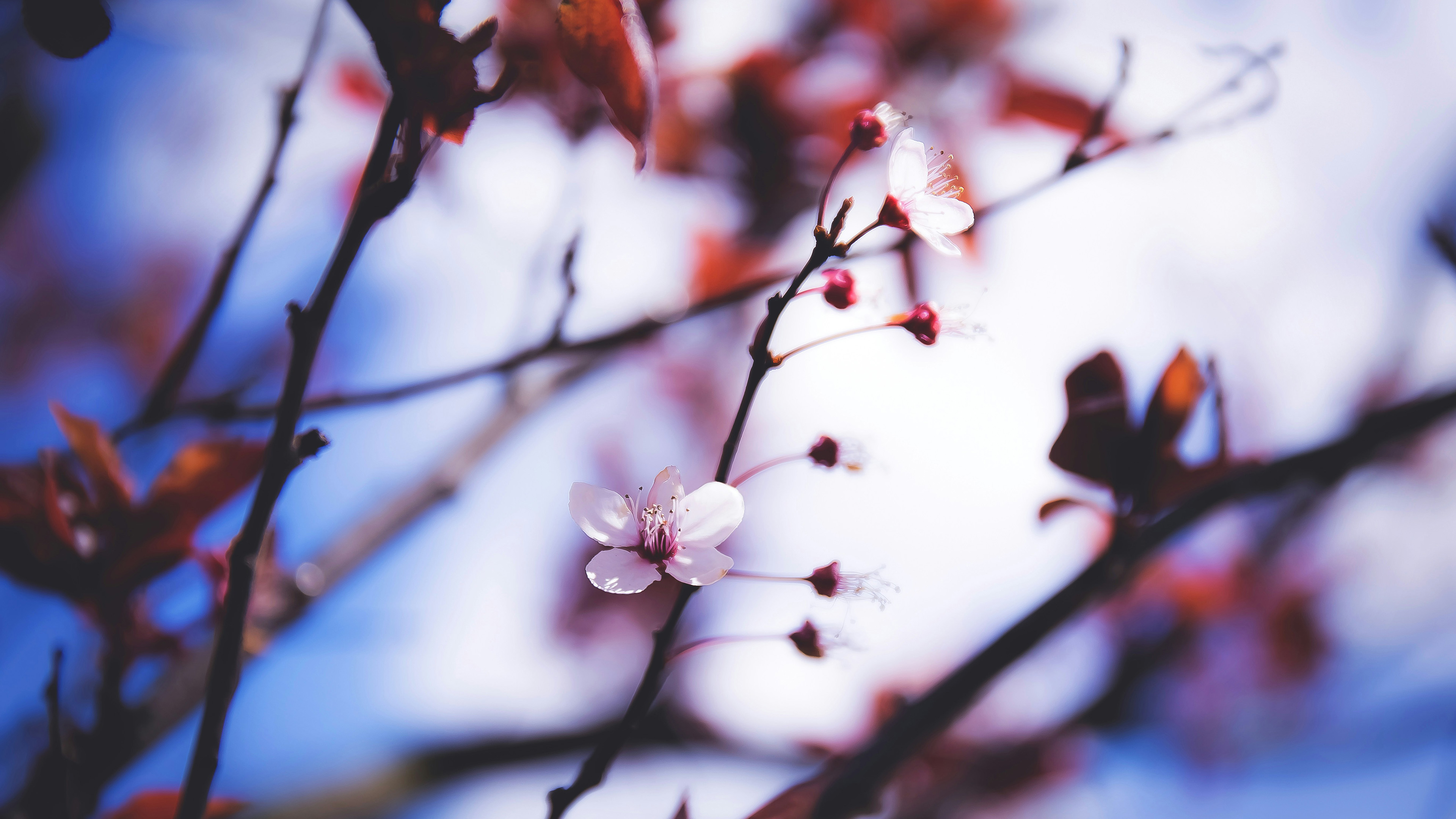 小清新,鸟语花香,樱花,树枝