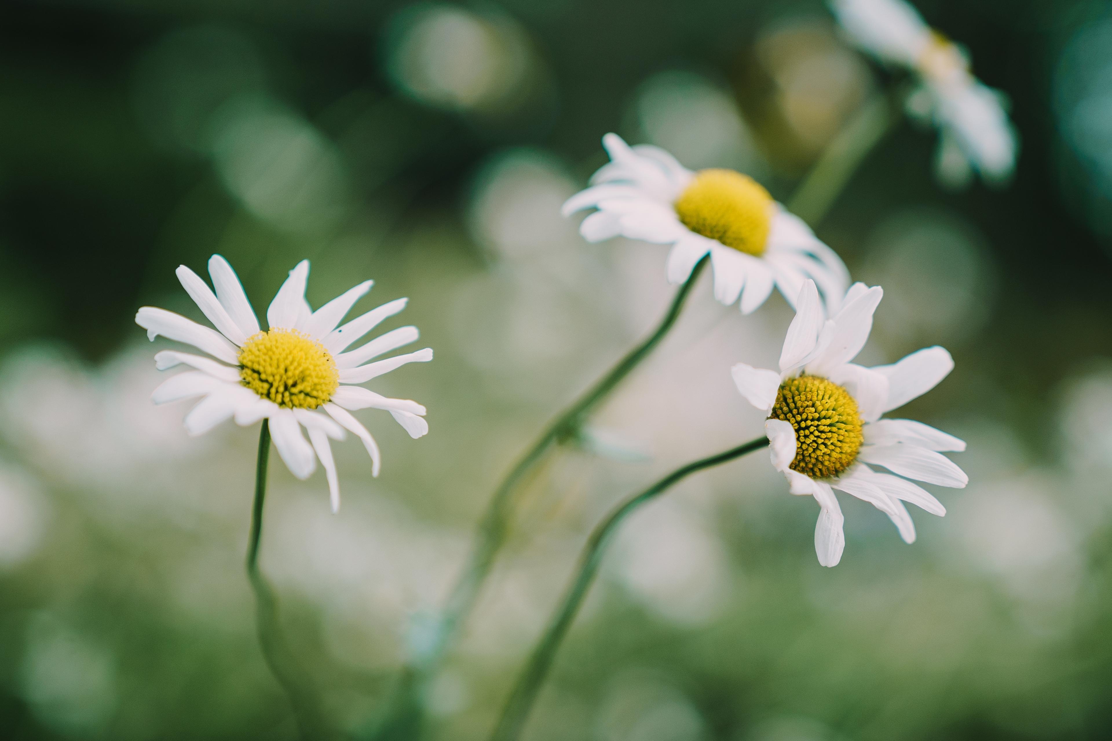 小清新,,绿色植物,,小雏菊,