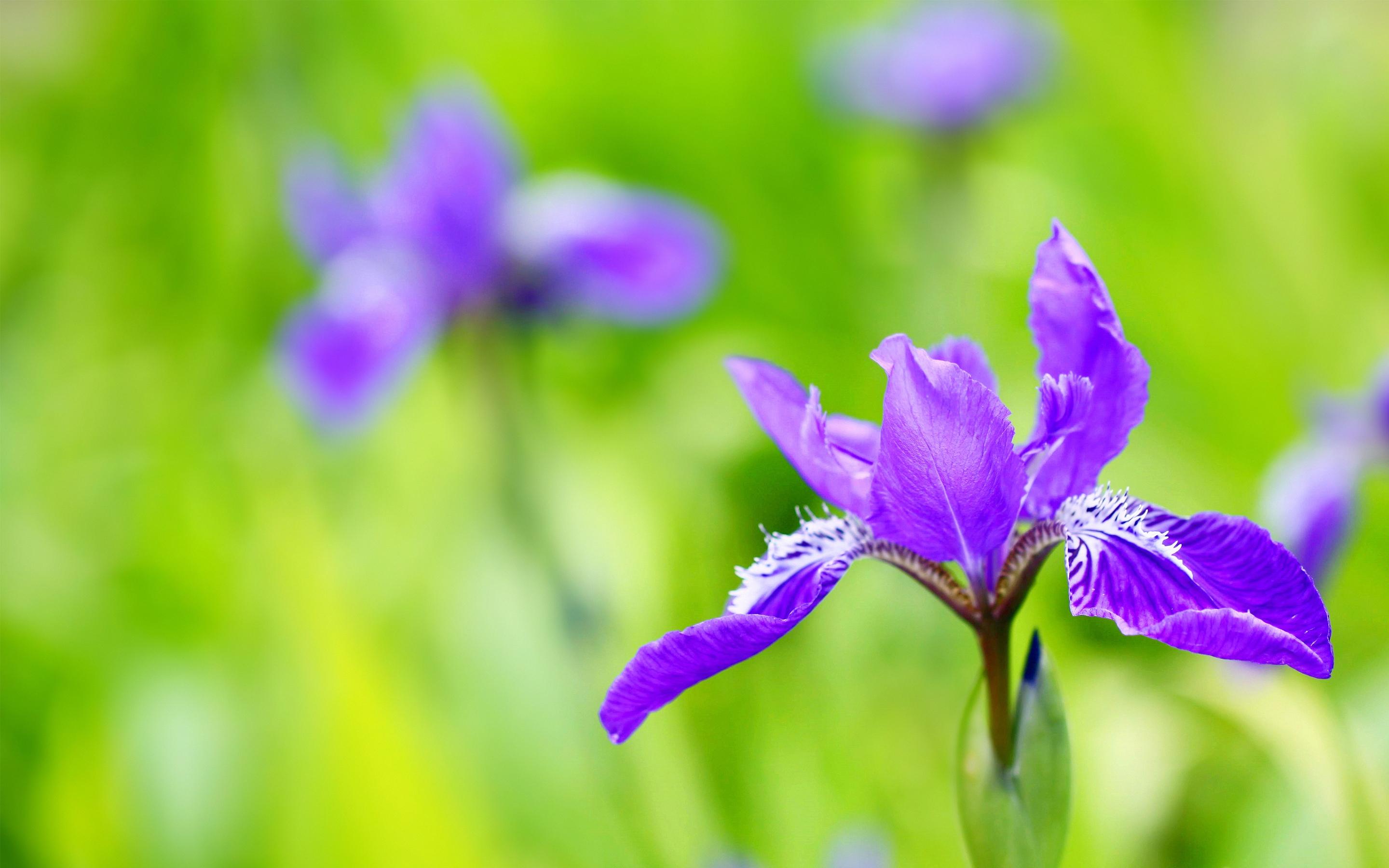 鸢尾花,,紫色,,护眼,