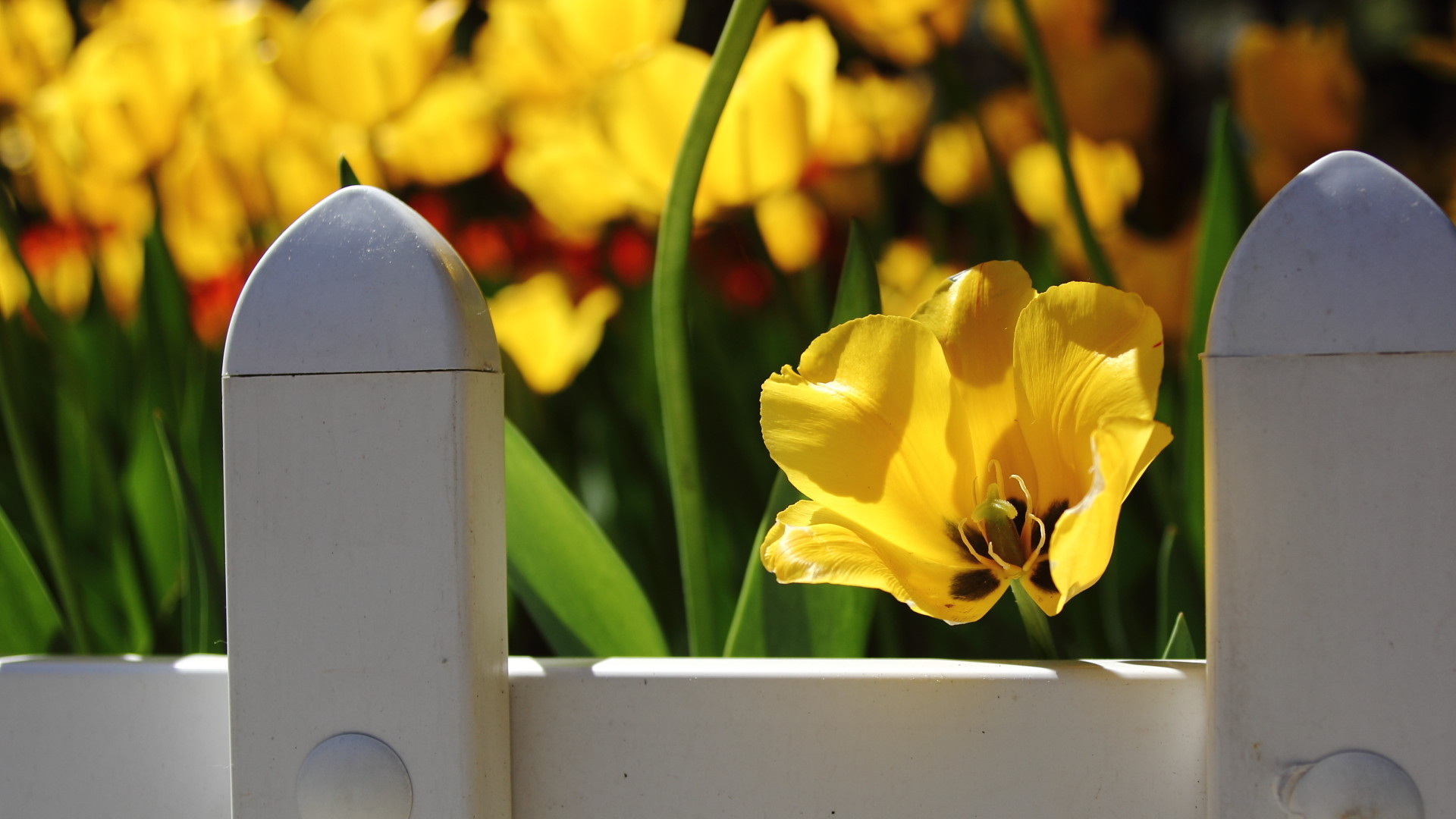 清新,,小花,,阳光