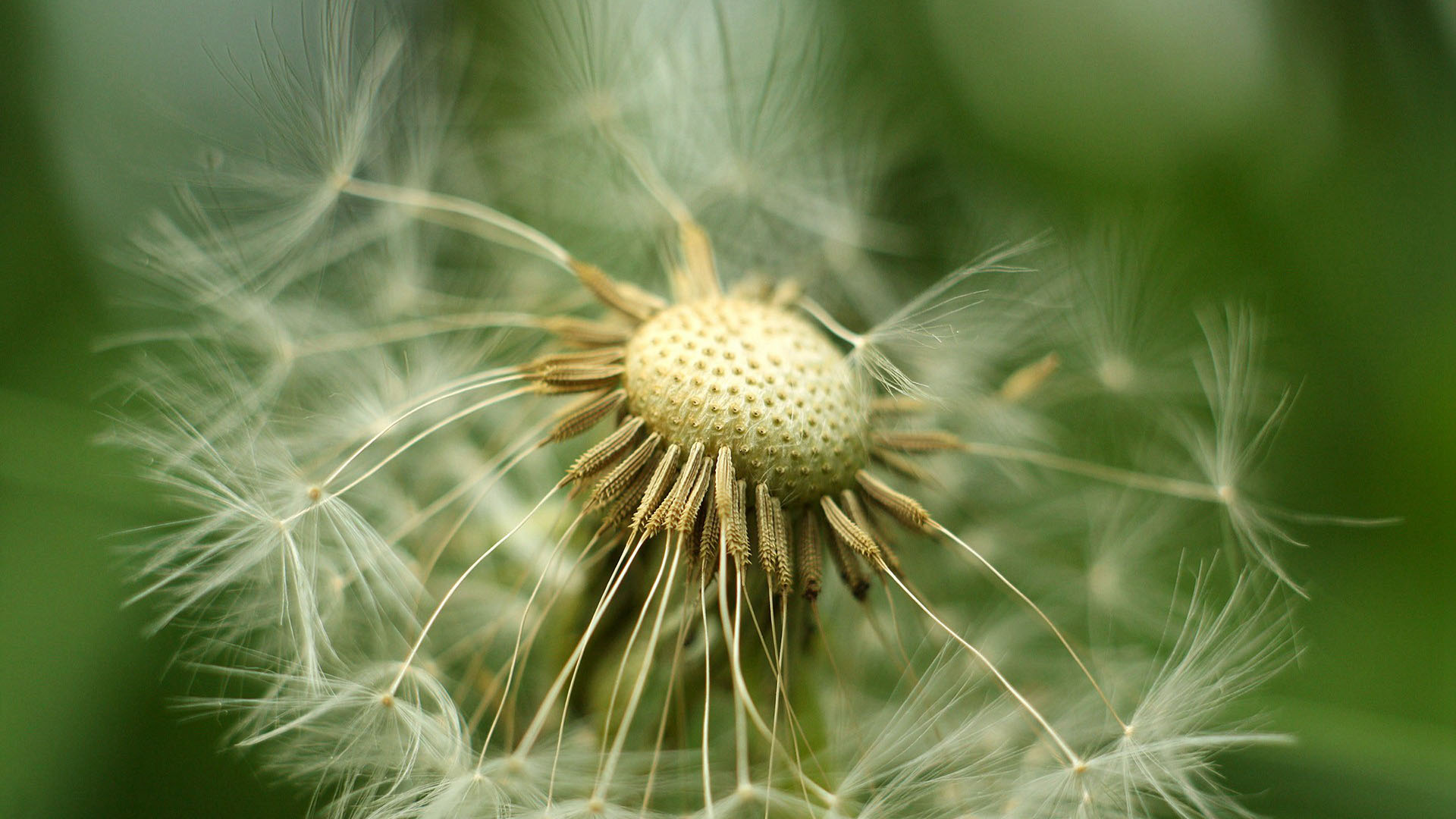 护眼壁纸,,蒲公英,,护眼,绿色