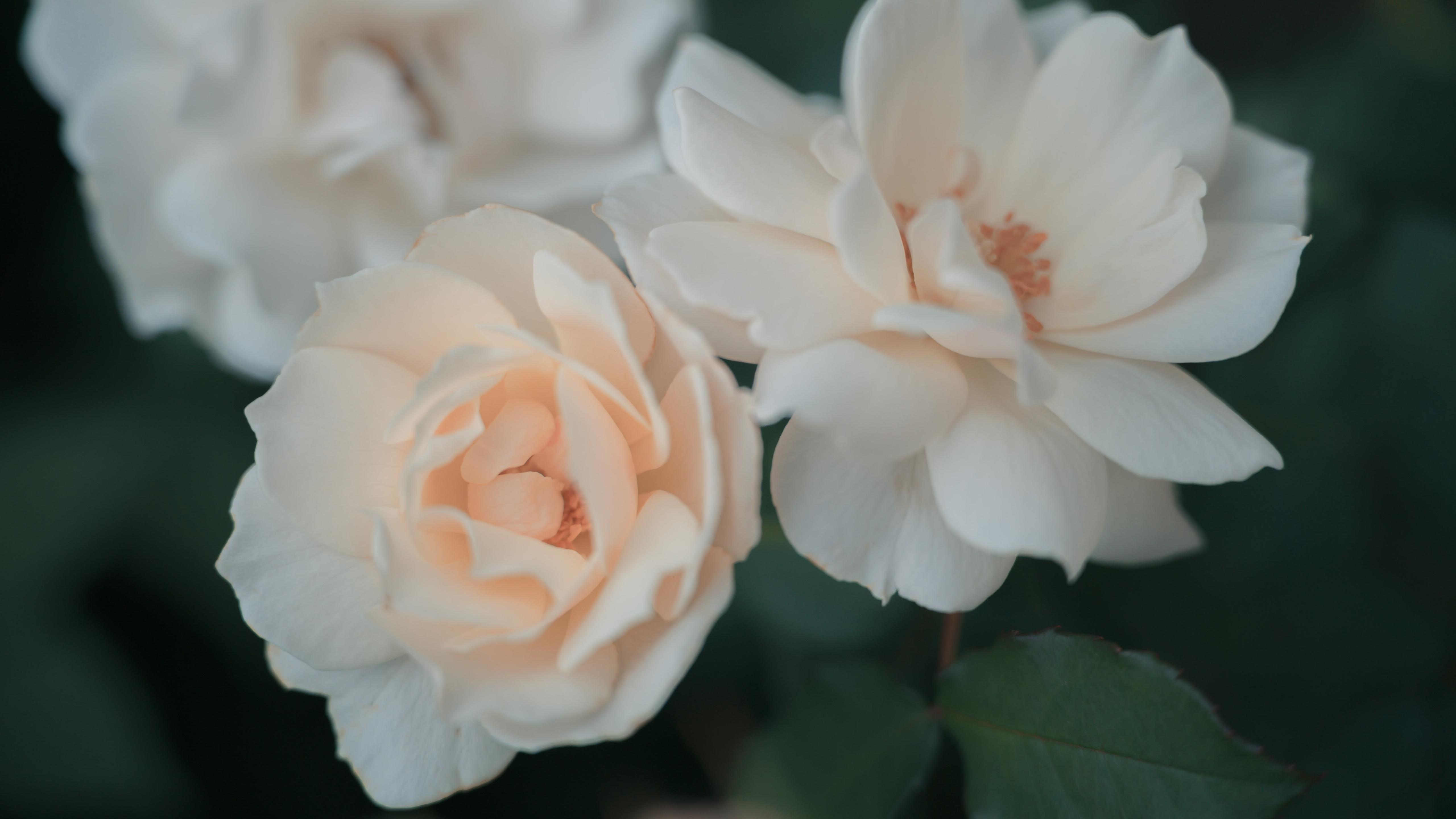 蔷薇花,,,清新,,,,浪漫