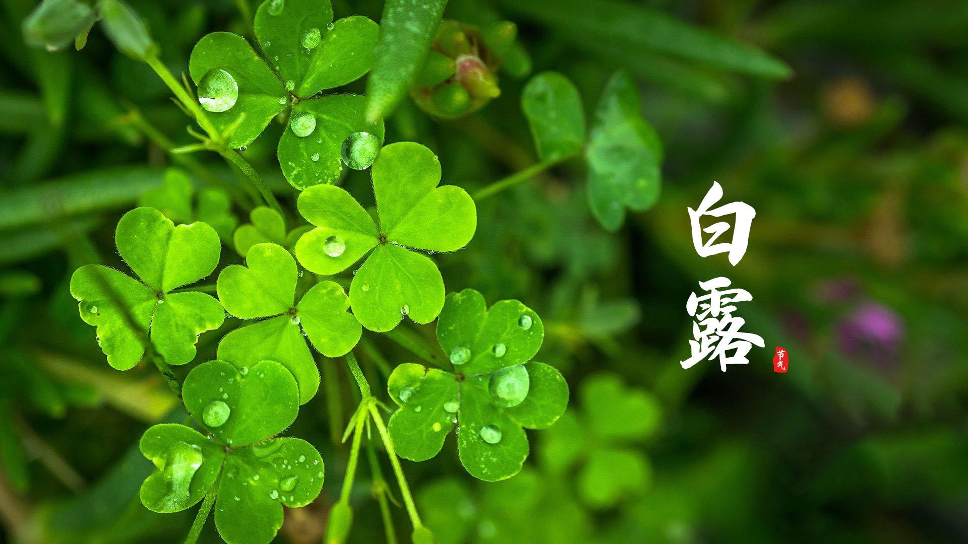 护眼,,三叶草,,绿色