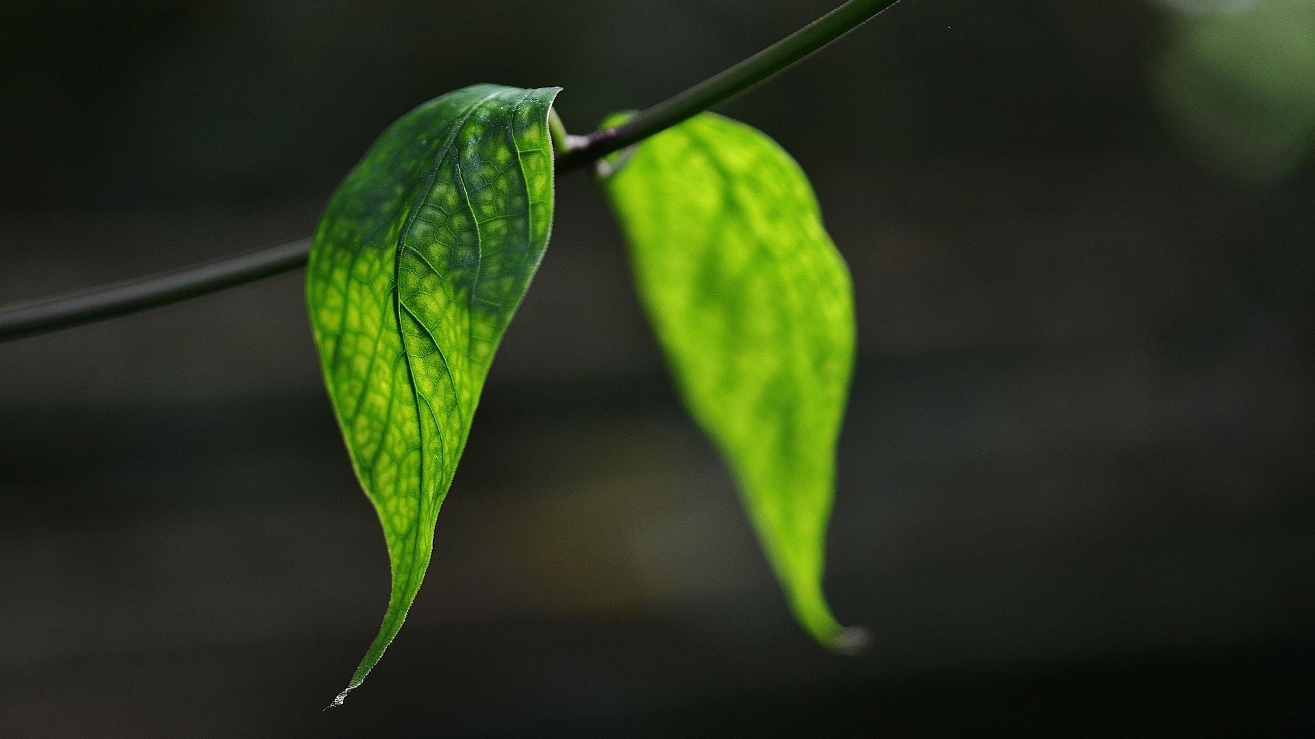 清新护眼,,,绿色,,叶子