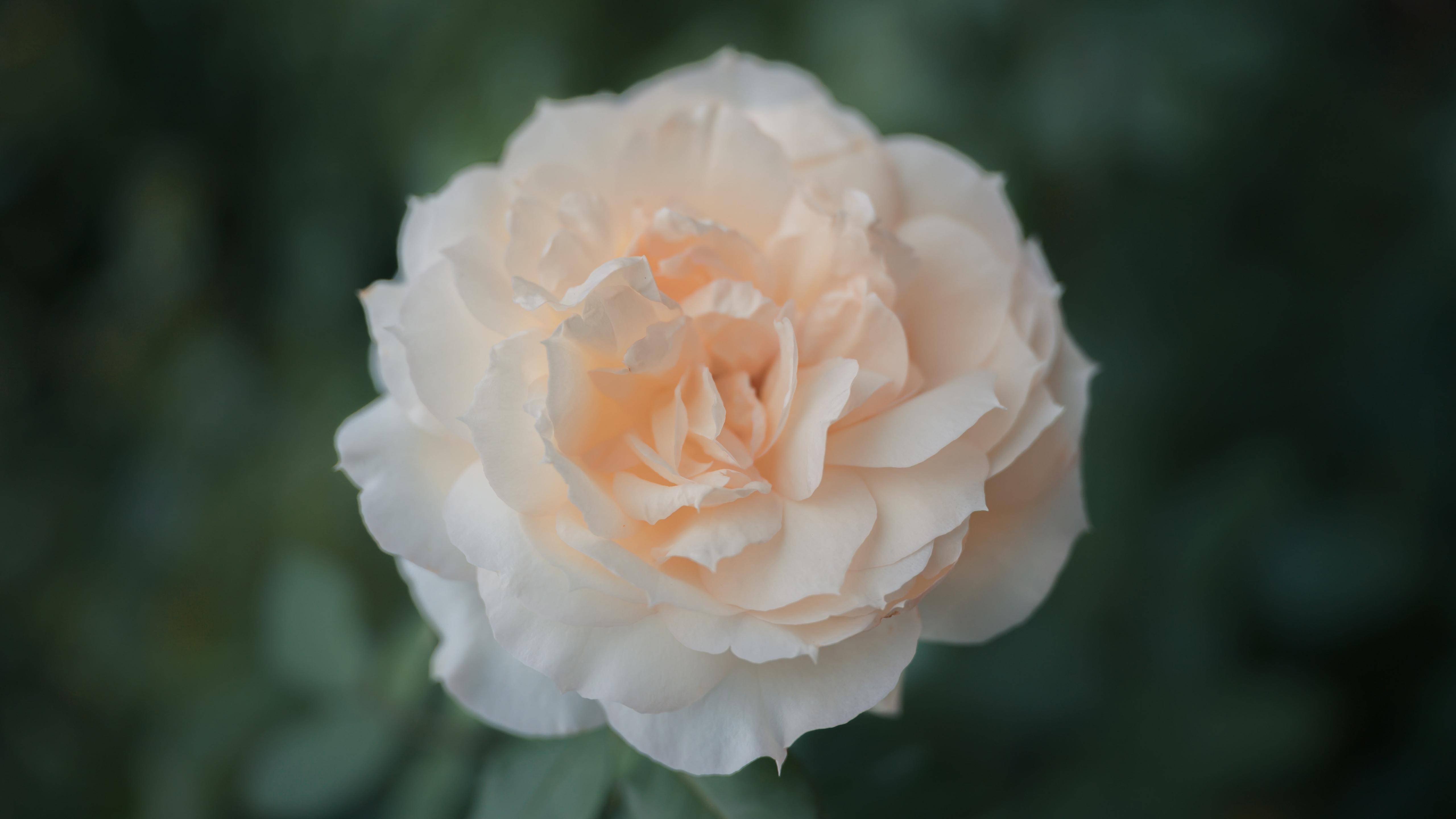 蔷薇花,,,清新,,,,浪漫