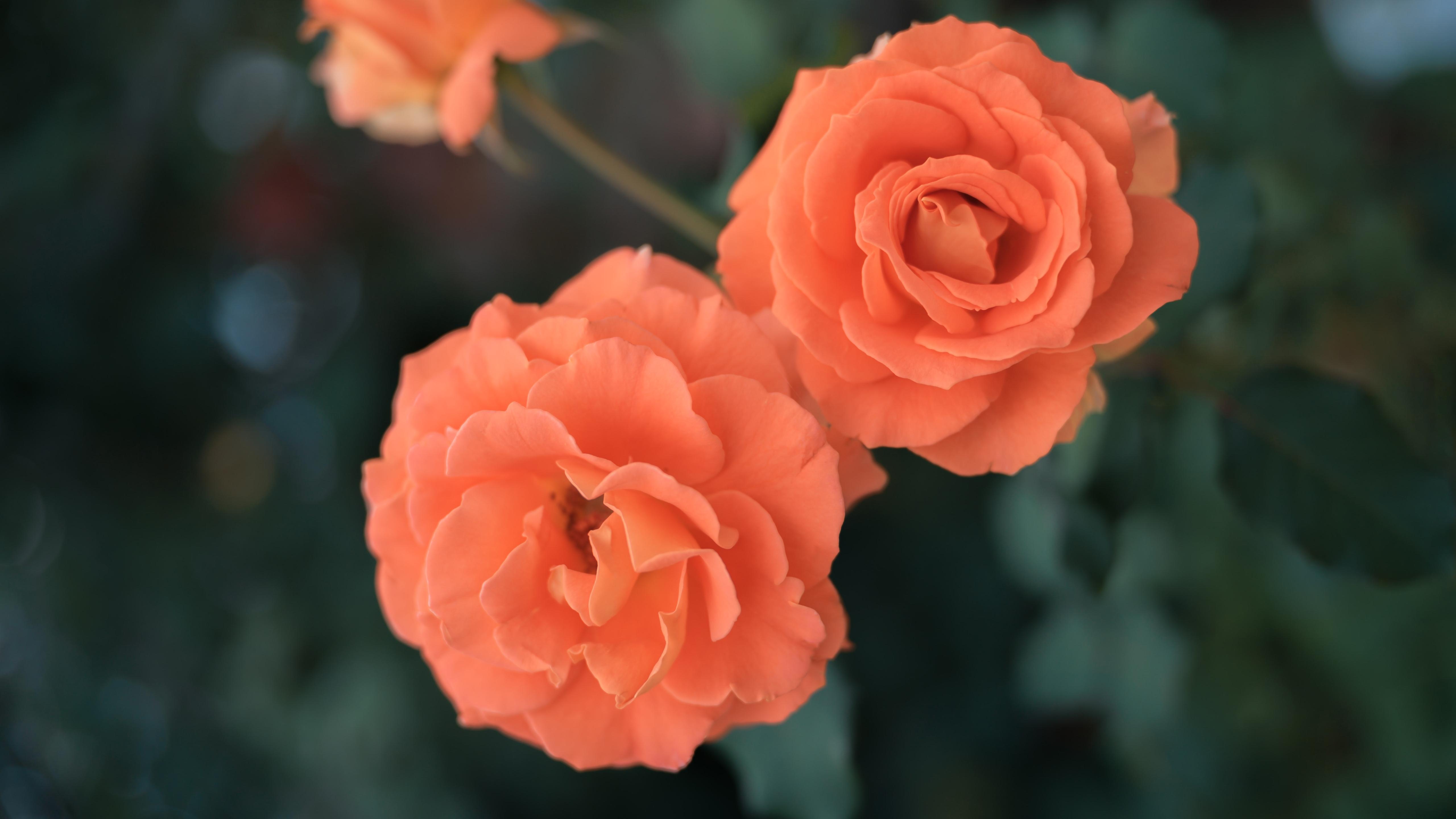 蔷薇花,清新,浪漫