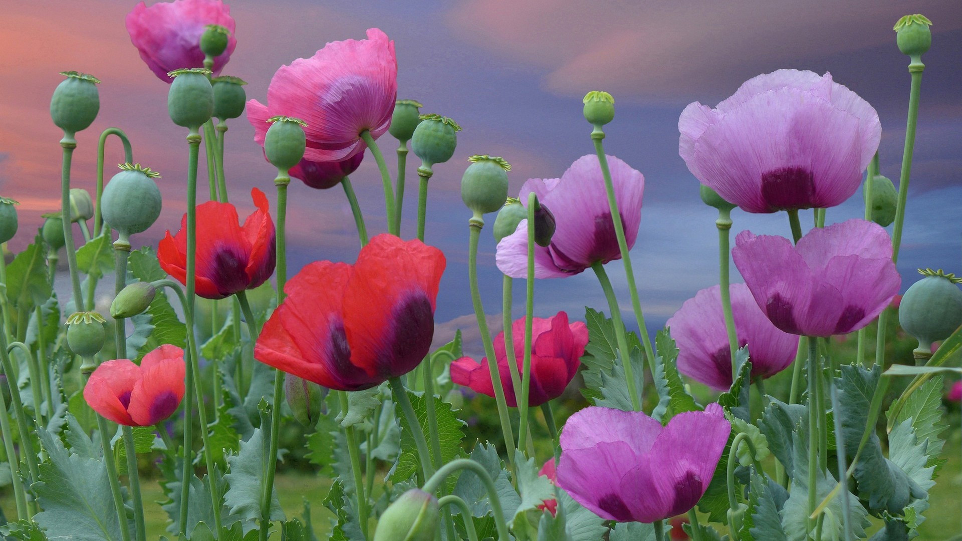 唯美,,花卉,,紫色