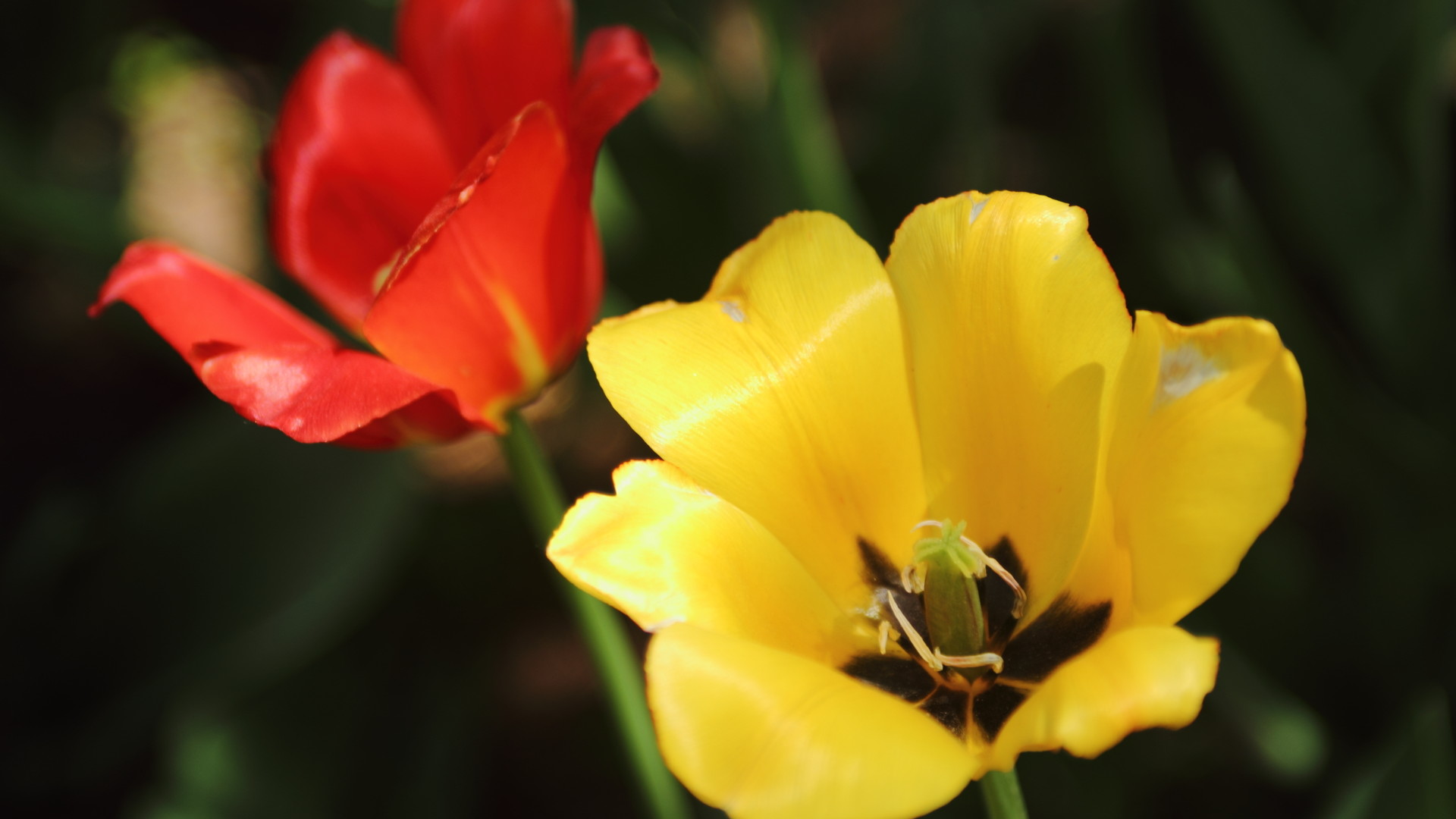 清新,,小花,,阳光