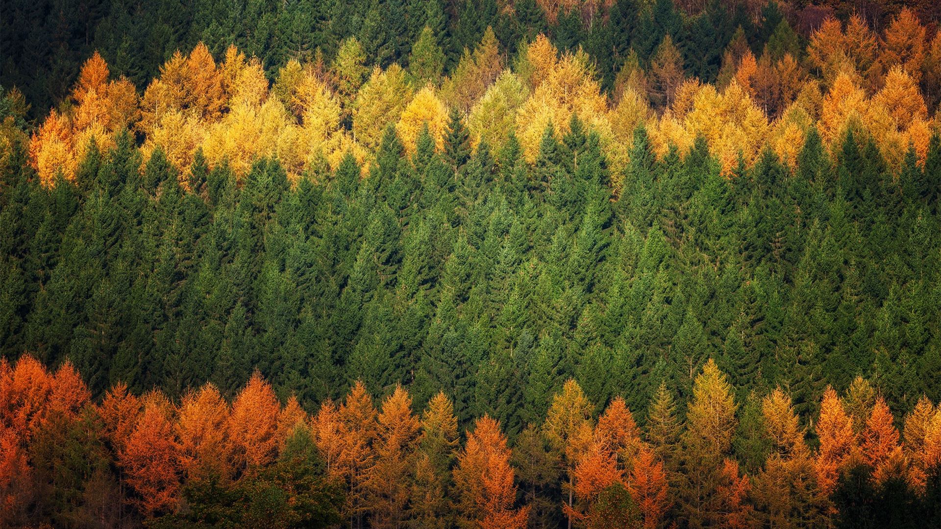 秋意正浓,树林,森林,黄叶