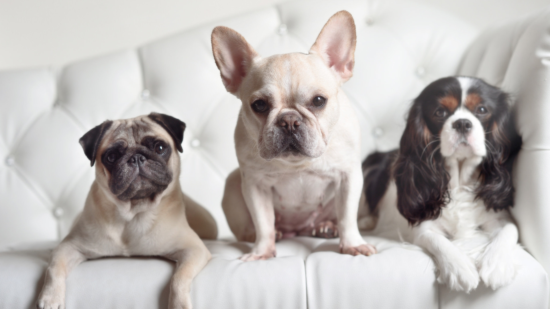 法国斗牛犬,,可爱,,萌新