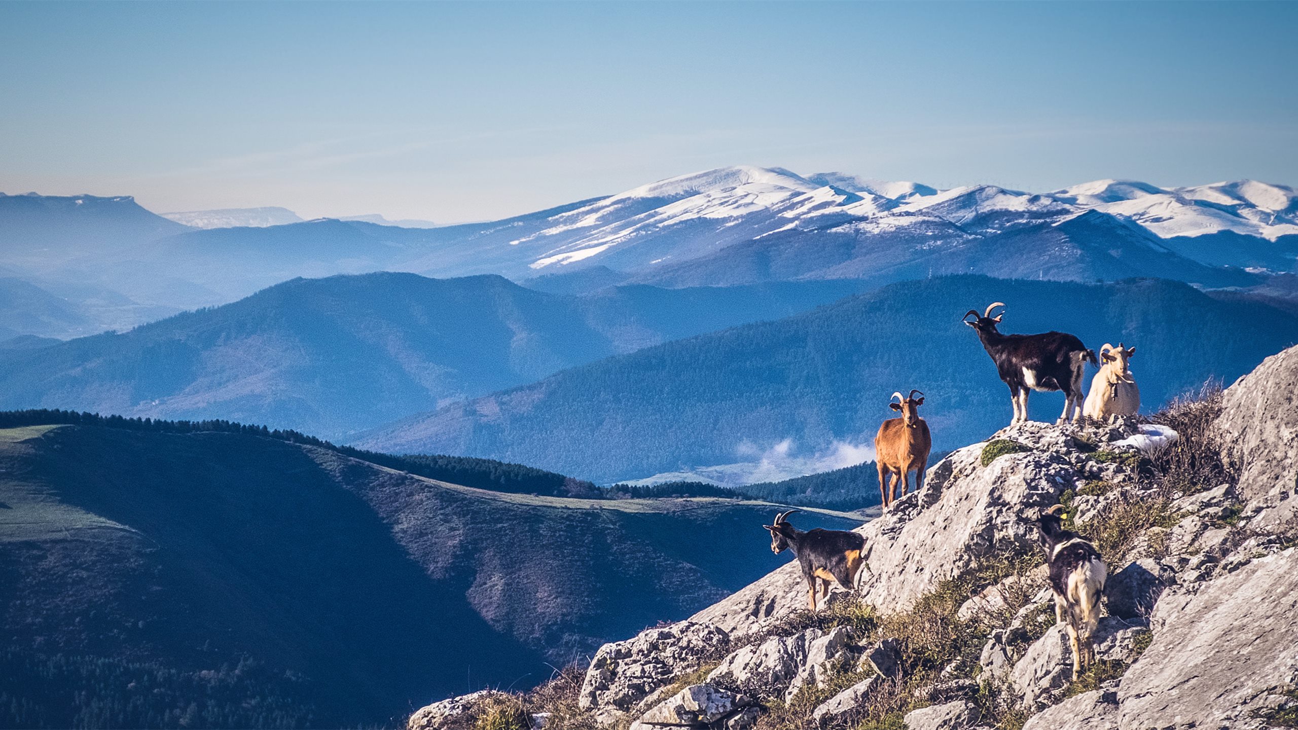 自然风光,山羊,雪山,高原
