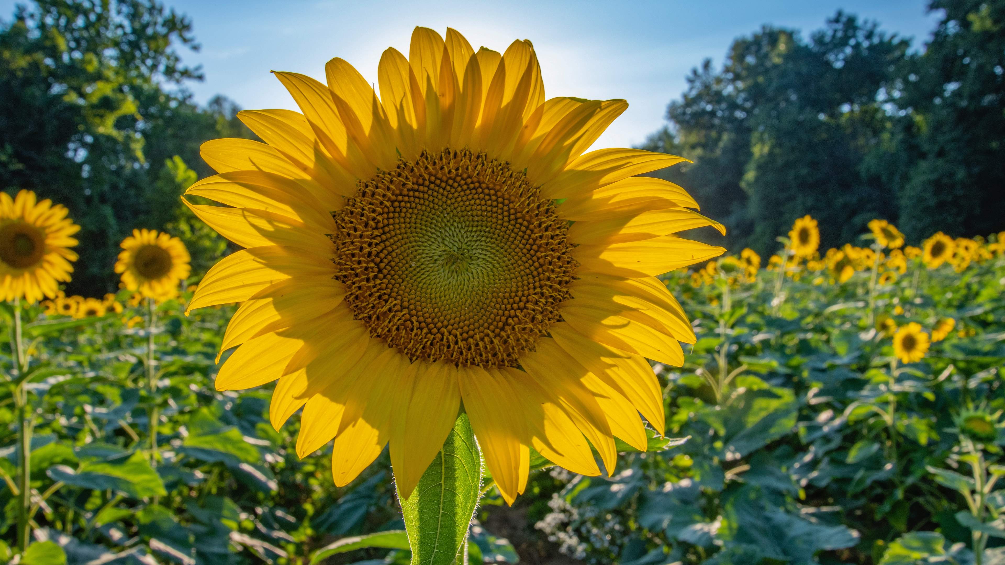 娇艳欲滴,向日葵,葵花