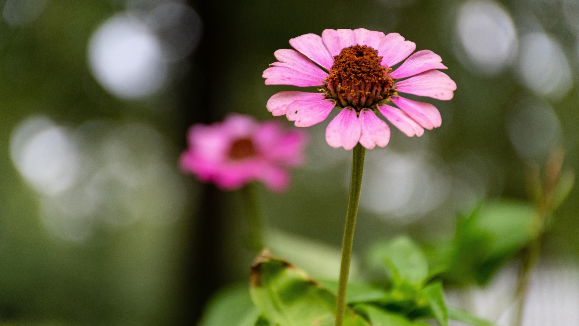 清新淡雅,,,小花,,清新