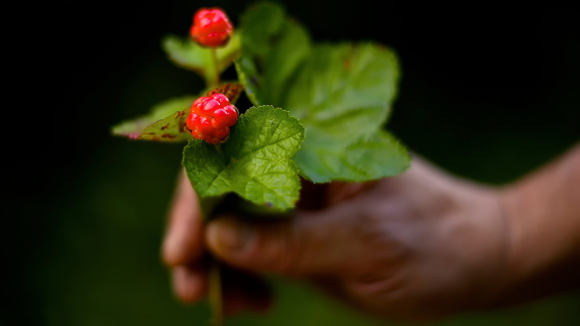 唯美,,花卉,,护眼,,