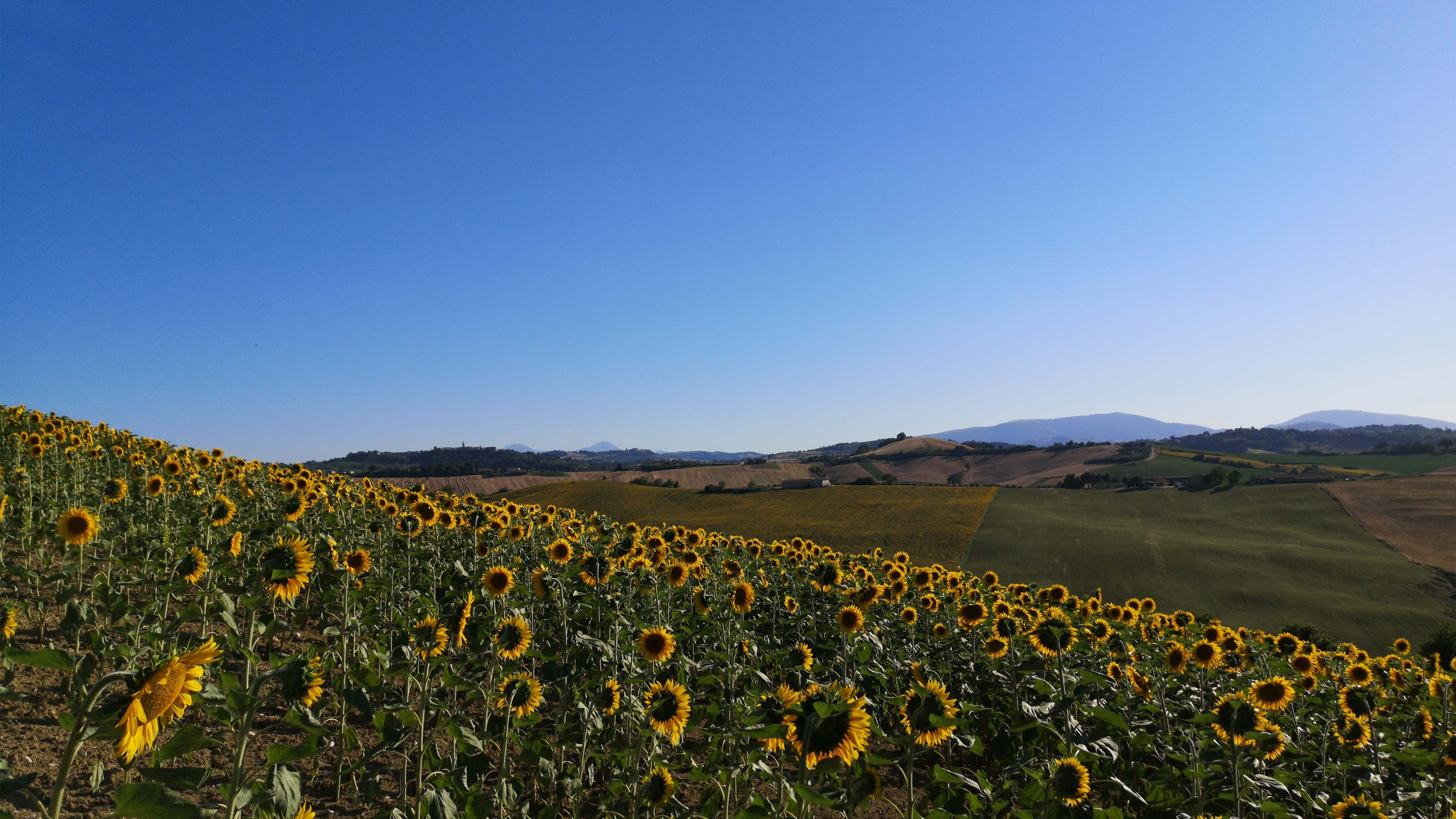 娇艳欲滴,向日葵,花海,山坡,天空