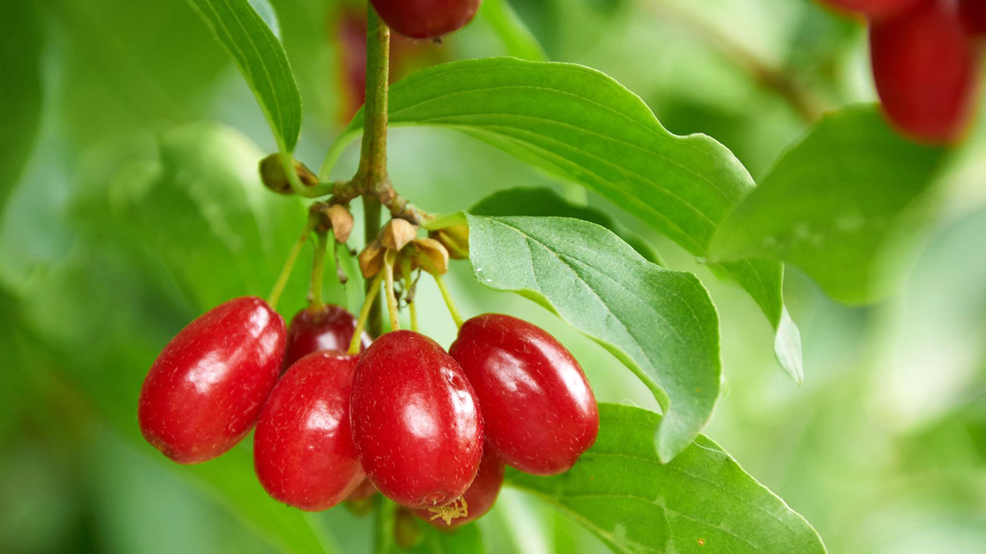 静物写真,,重阳节,,红色,,茱萸,