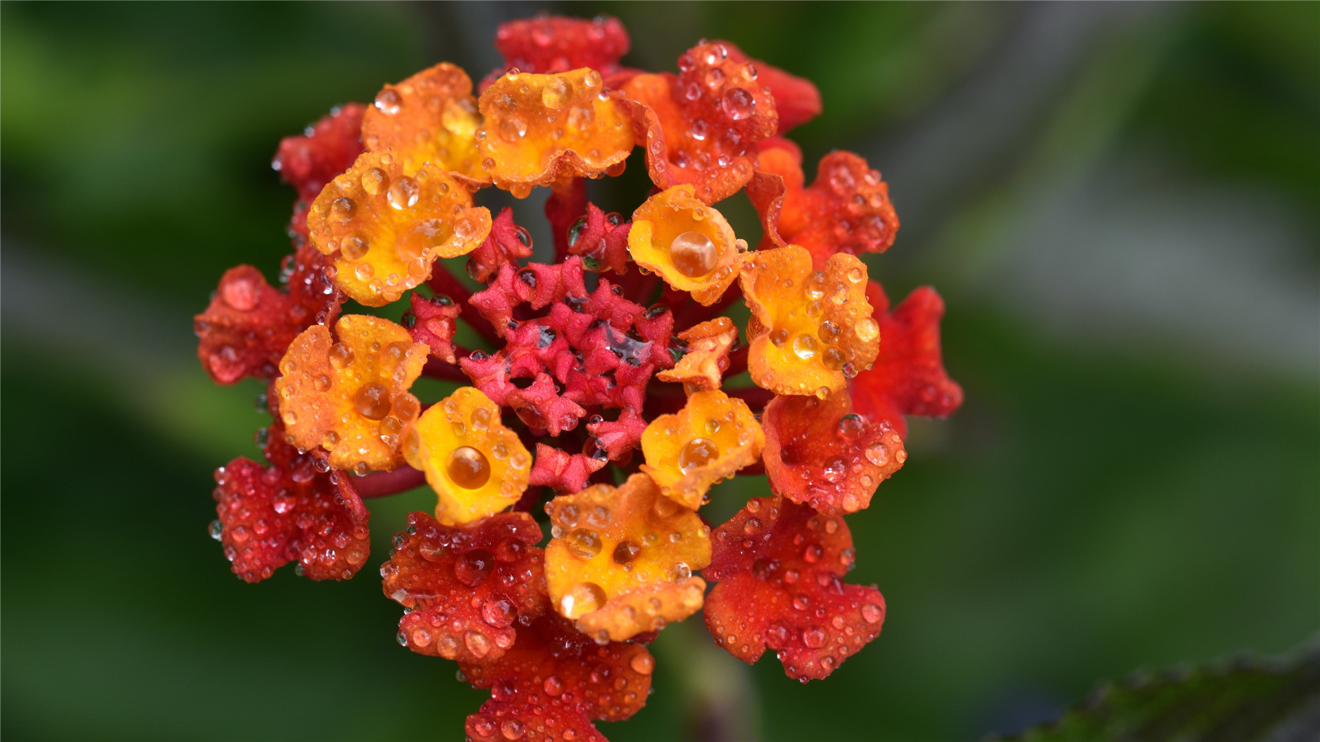 娇艳欲滴,,马缨丹花,,红色