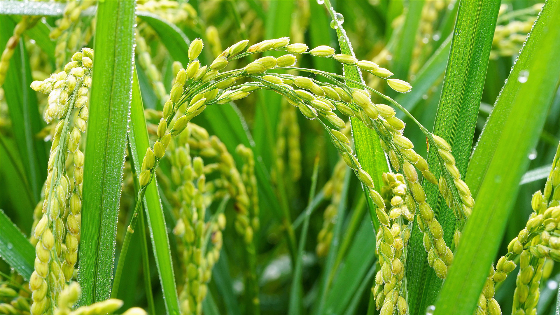 护眼壁纸,舒缓,稻苗,绿色,清新