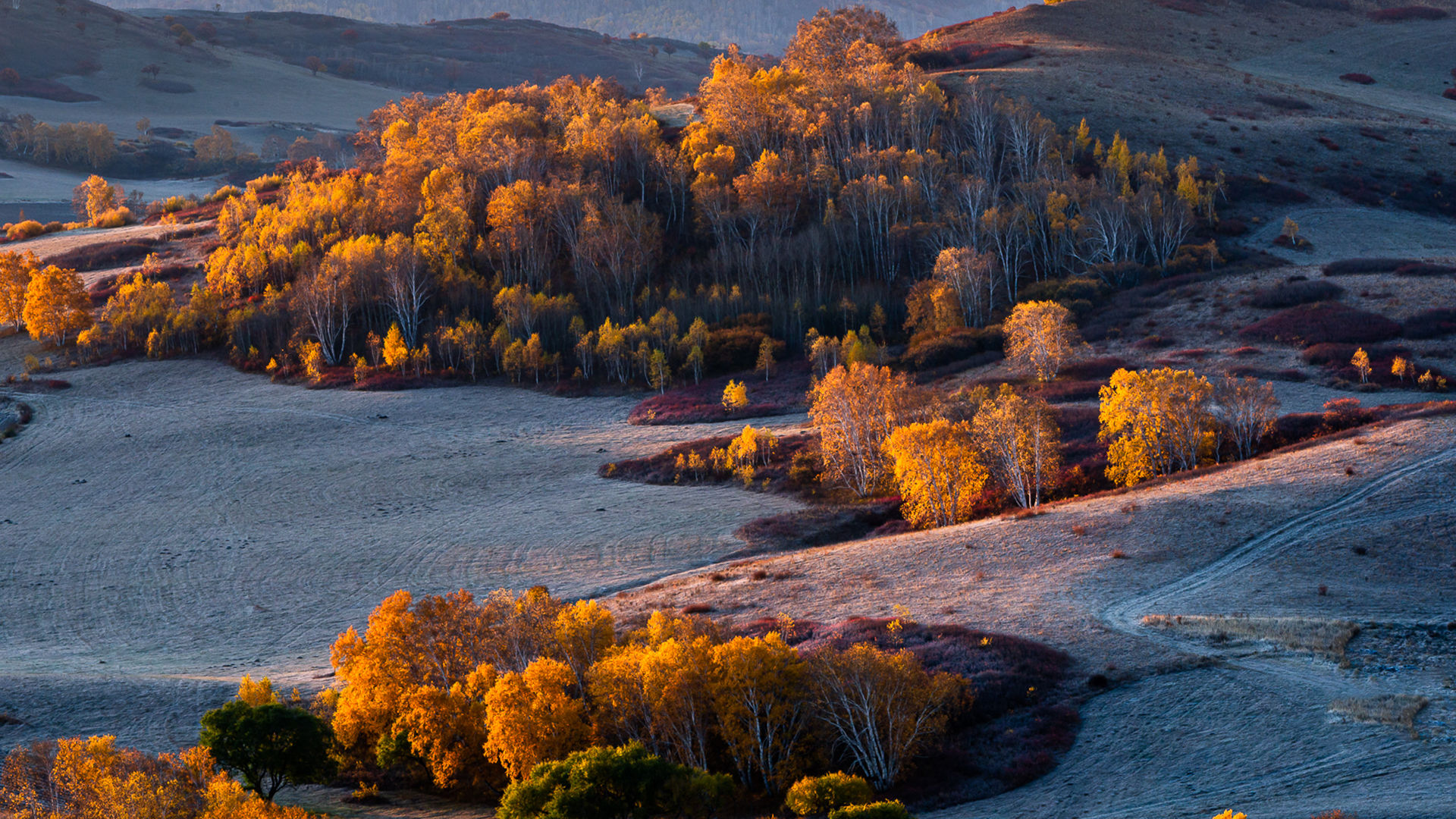 秋意正浓,白桦林,戈壁,绿洲