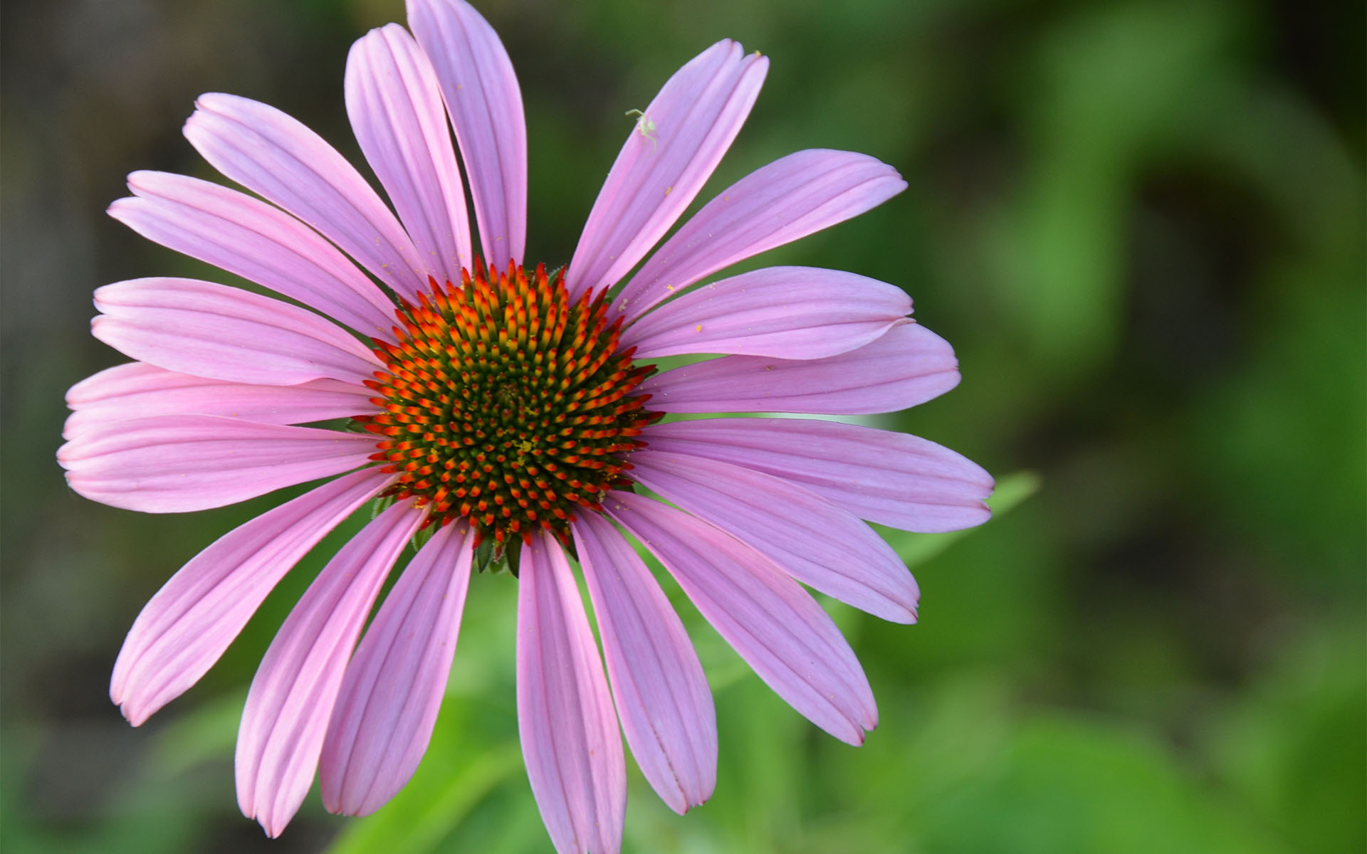 清新淡雅,清新,,粉嫩,,松果菊