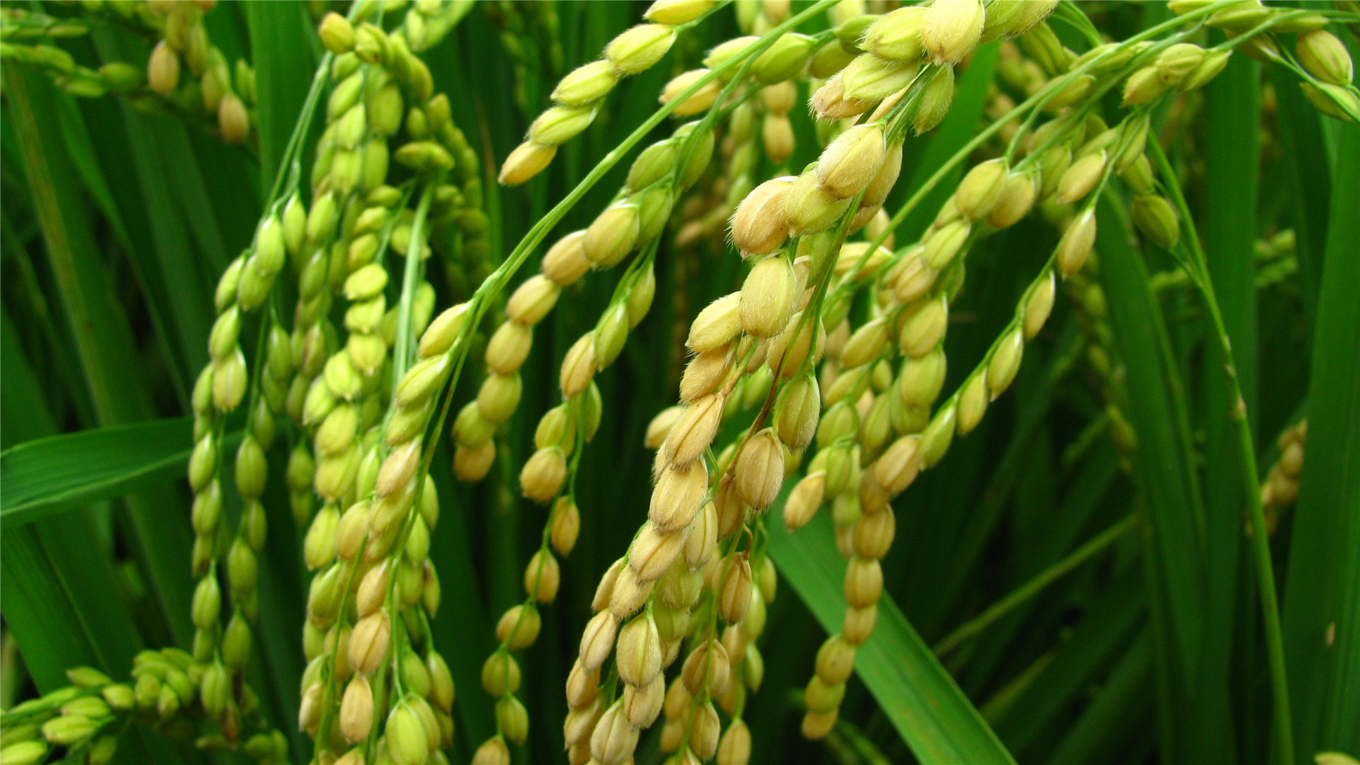 护眼壁纸,,舒缓,,稻苗,,绿色,,清新