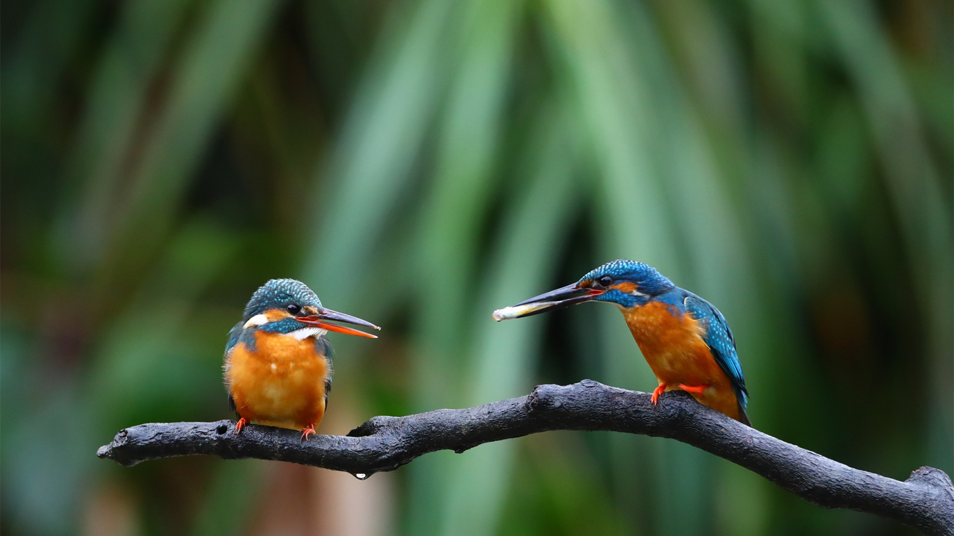 小鸟天地,雨后,求偶,枝头