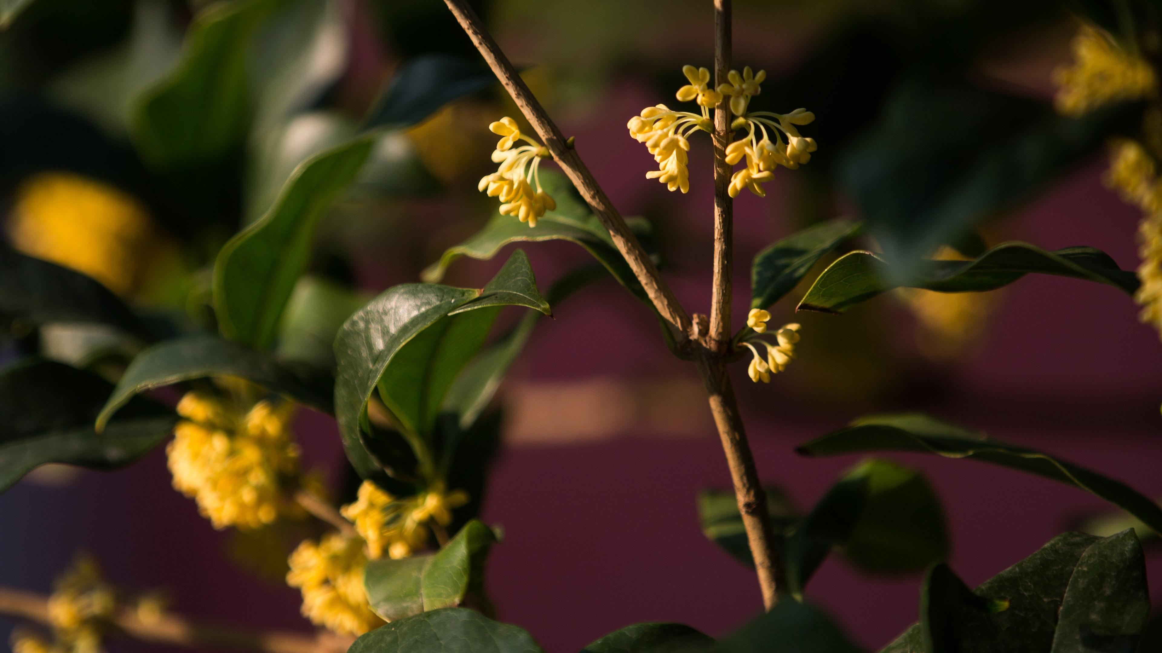 唯美桂花,,清新迷人