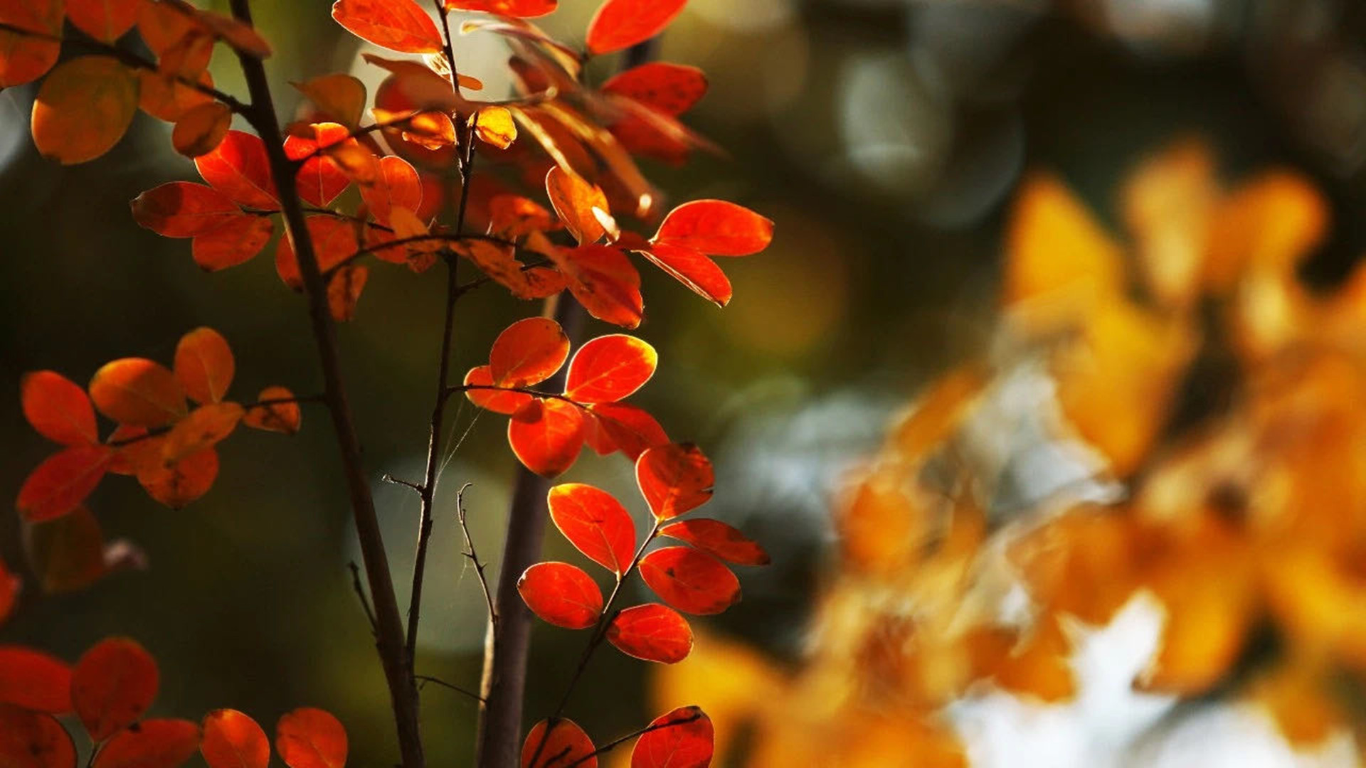 秋意正浓,红叶,虚景,树叶