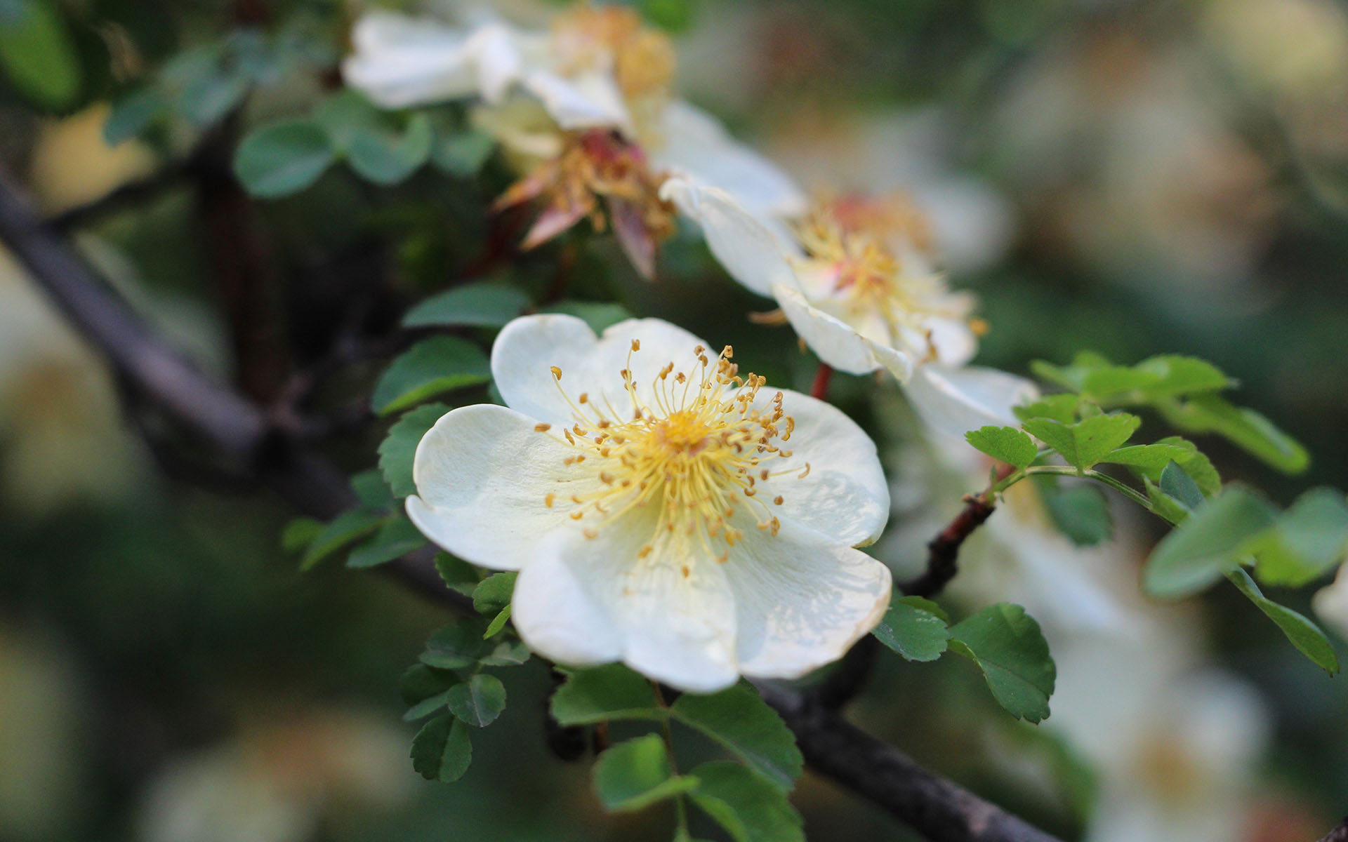 清新淡雅,,梨花,唯美,,洁白