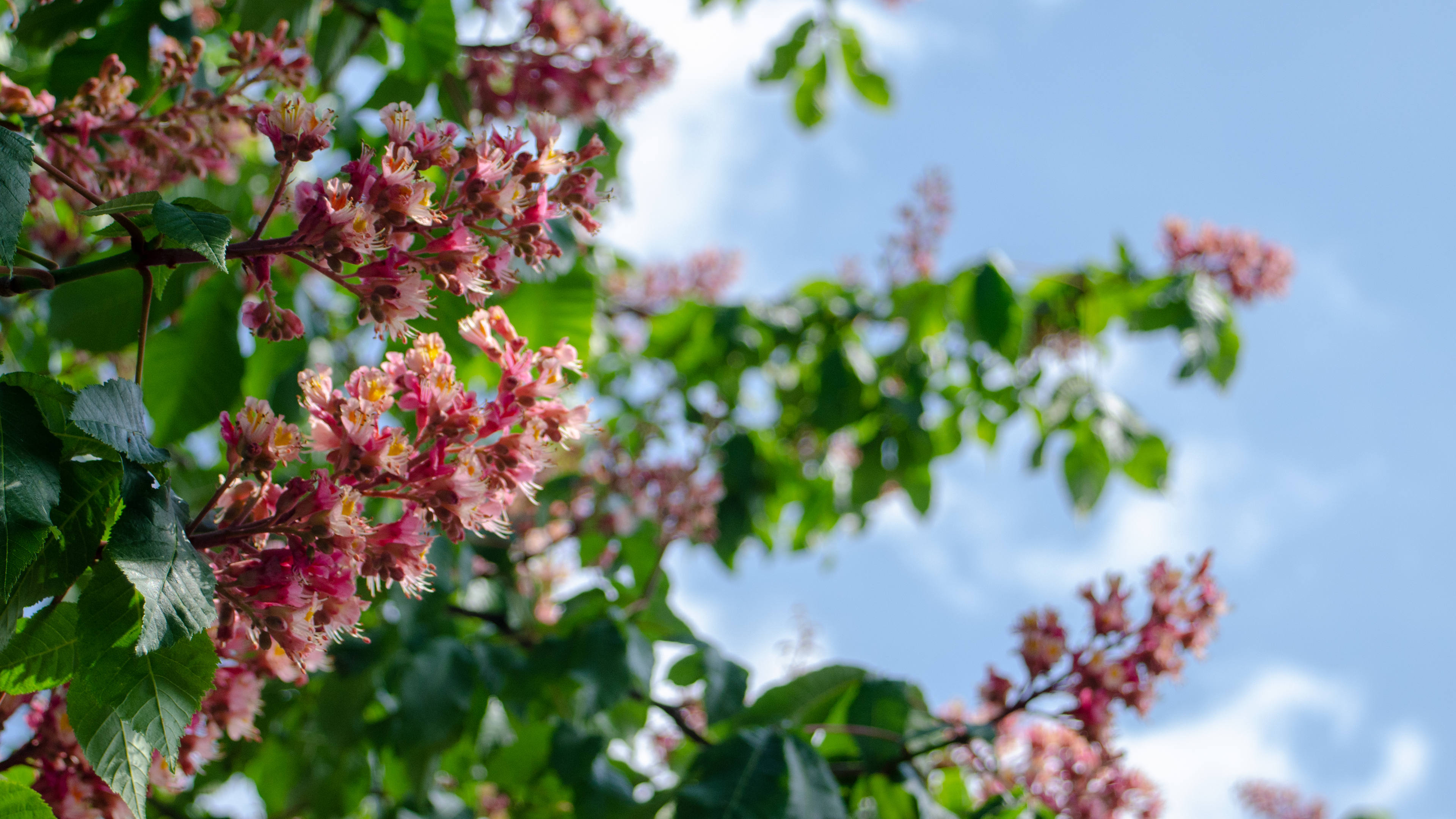 娇艳欲滴,鲜艳,花穗,春天