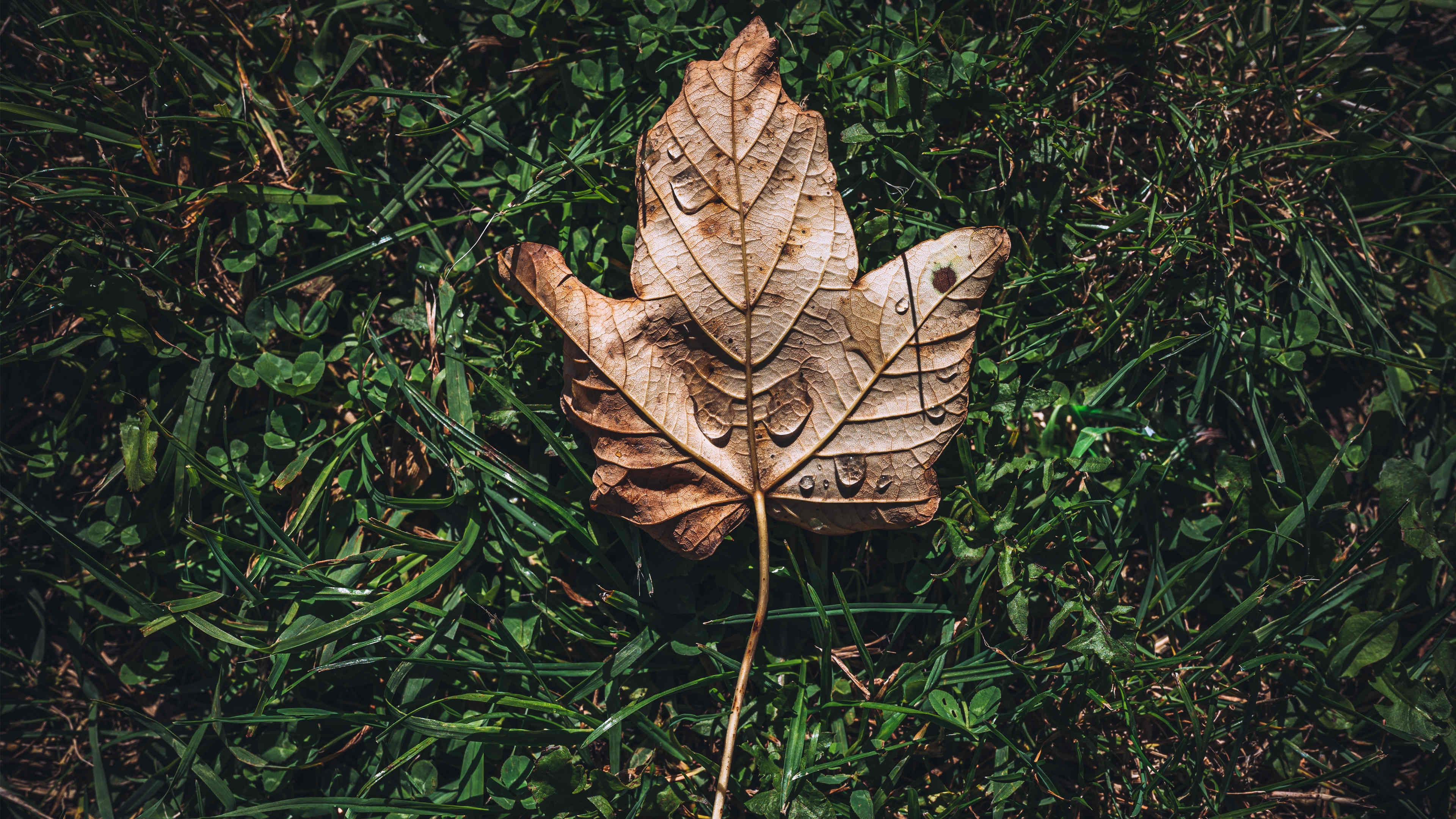 护眼壁纸,树叶,草地,落叶,梧桐,枫叶