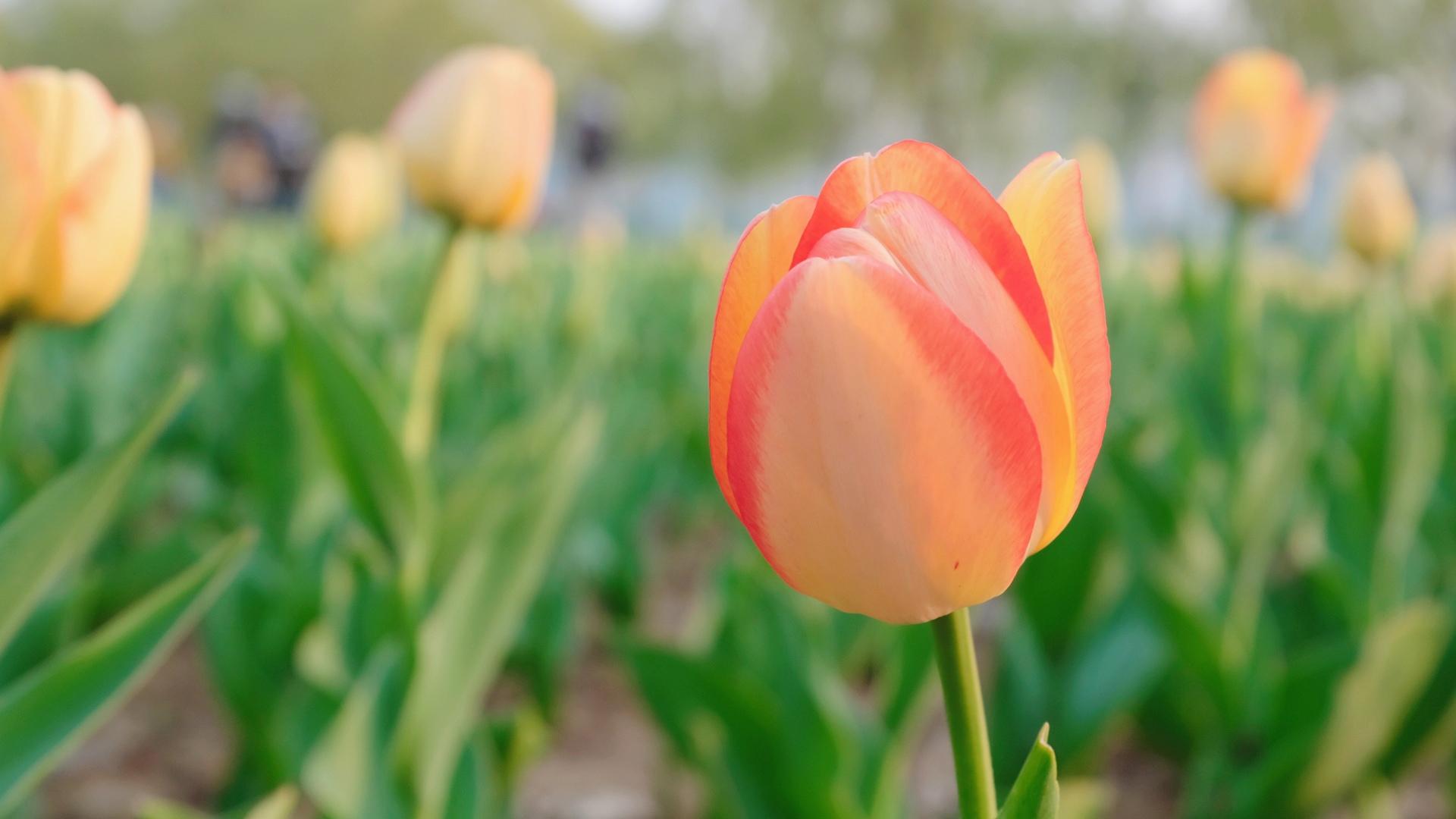 清新淡雅,,唯美,多彩,,郁金香,,养眼
