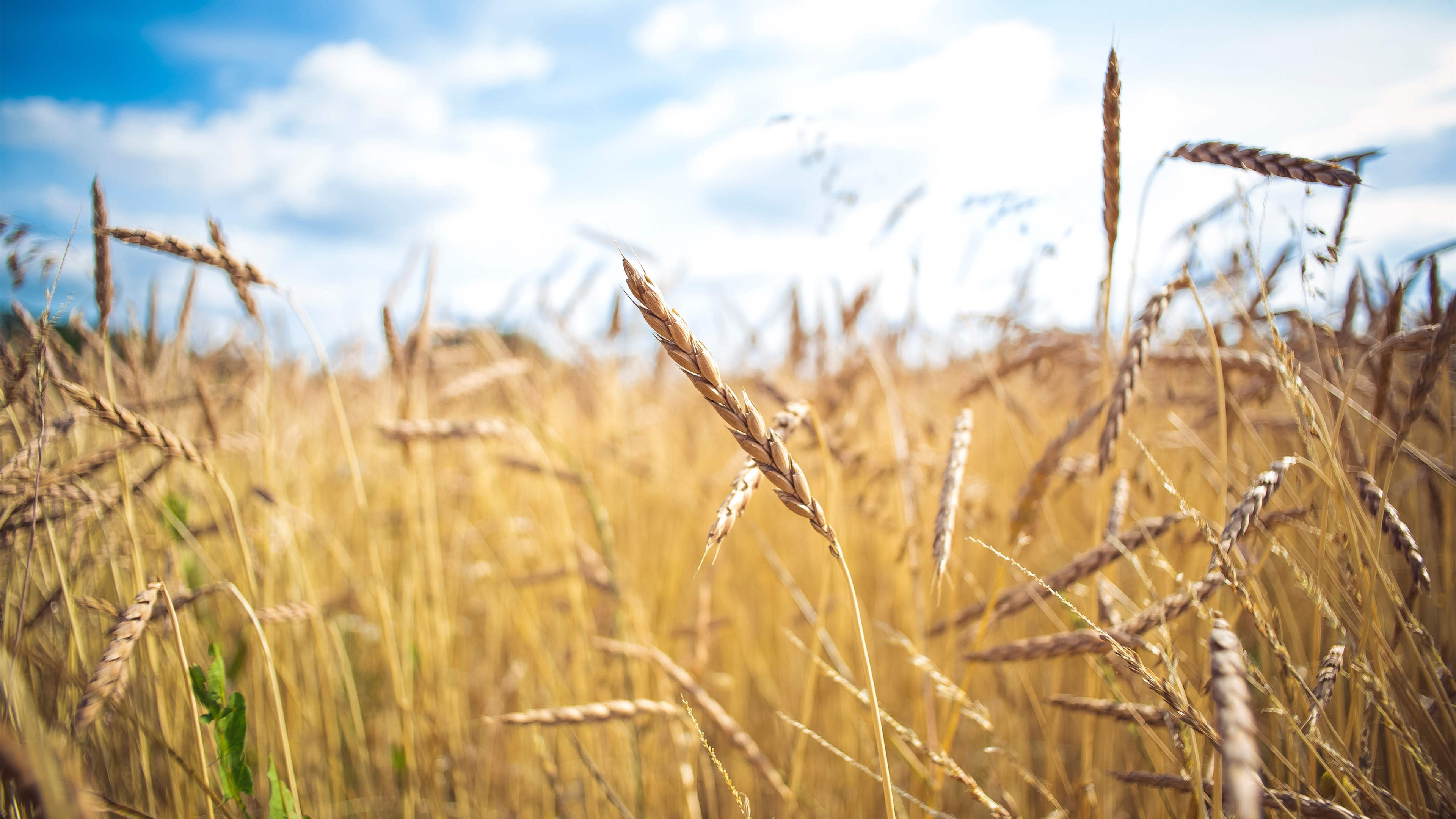 秋意正浓,小麦,收货,麦田,田野