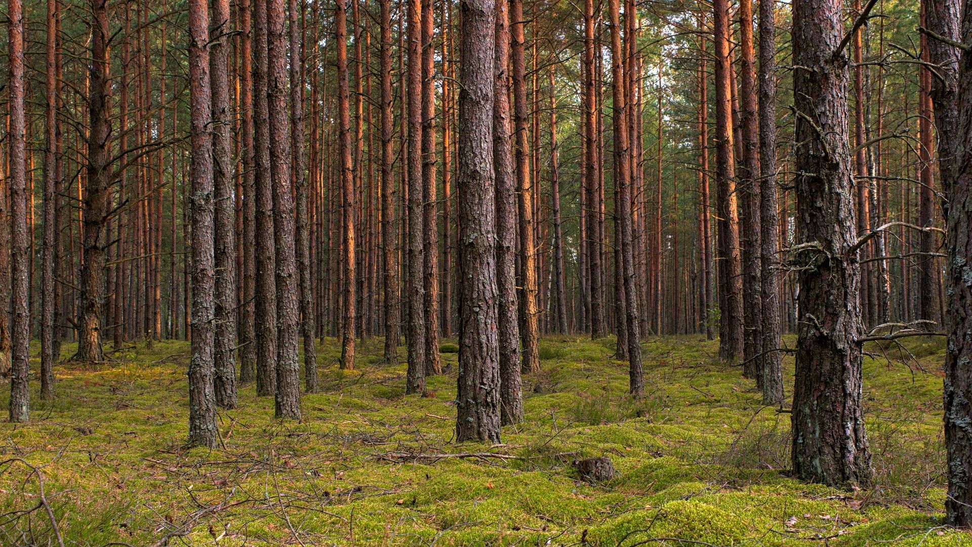 自然风光,树林,草地,幽静