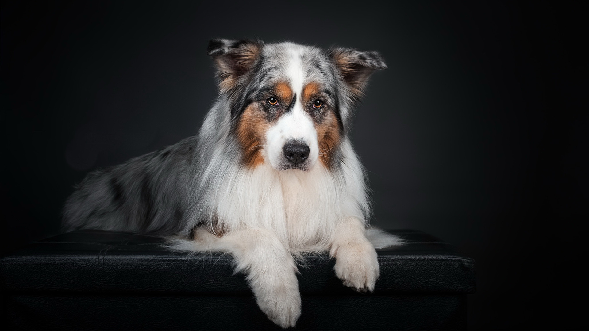 汪星人,可爱,狗狗,特写