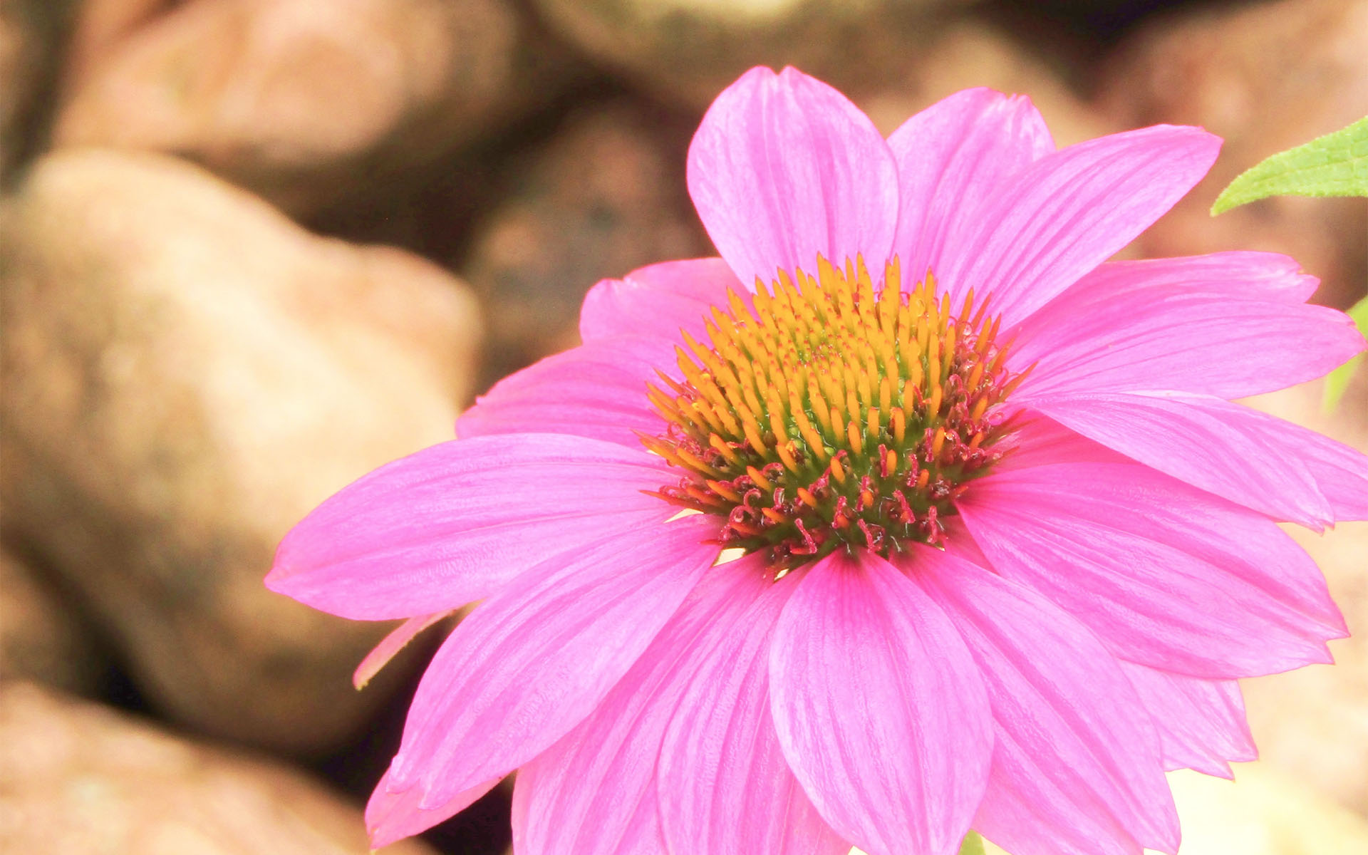 清新淡雅,,清新,粉嫩,松果菊