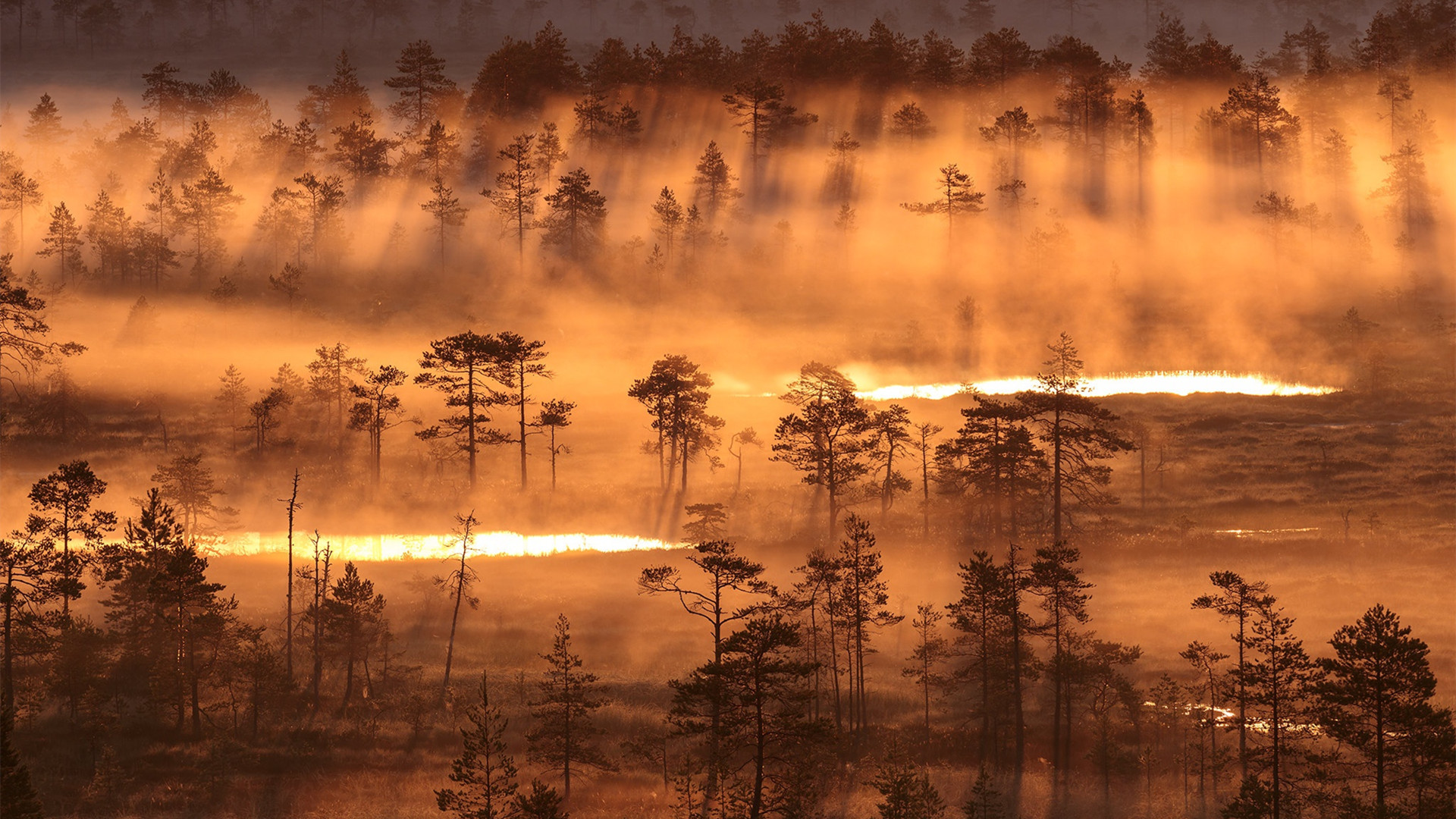 奇幻梦境,森林,雨林,阳光,清晨